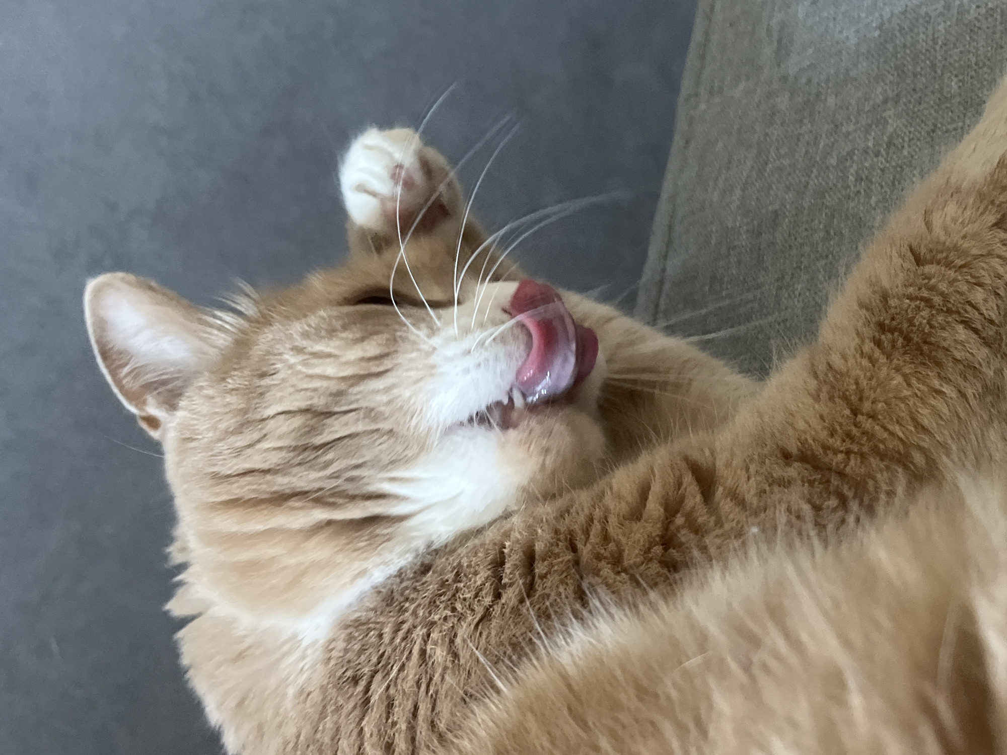 A ginger cat is grooming itself on a gray sofa. The cat's tongue is visible as it licks its paw, which is held up near its face. Its fur is a mixture of orange and white, and its whiskers are long and white. The background is a blurred gray surface, possibly a wall or another piece of furniture. There is no indication of the cat's location in Yekaterinburg, Russia, or any other specific city.