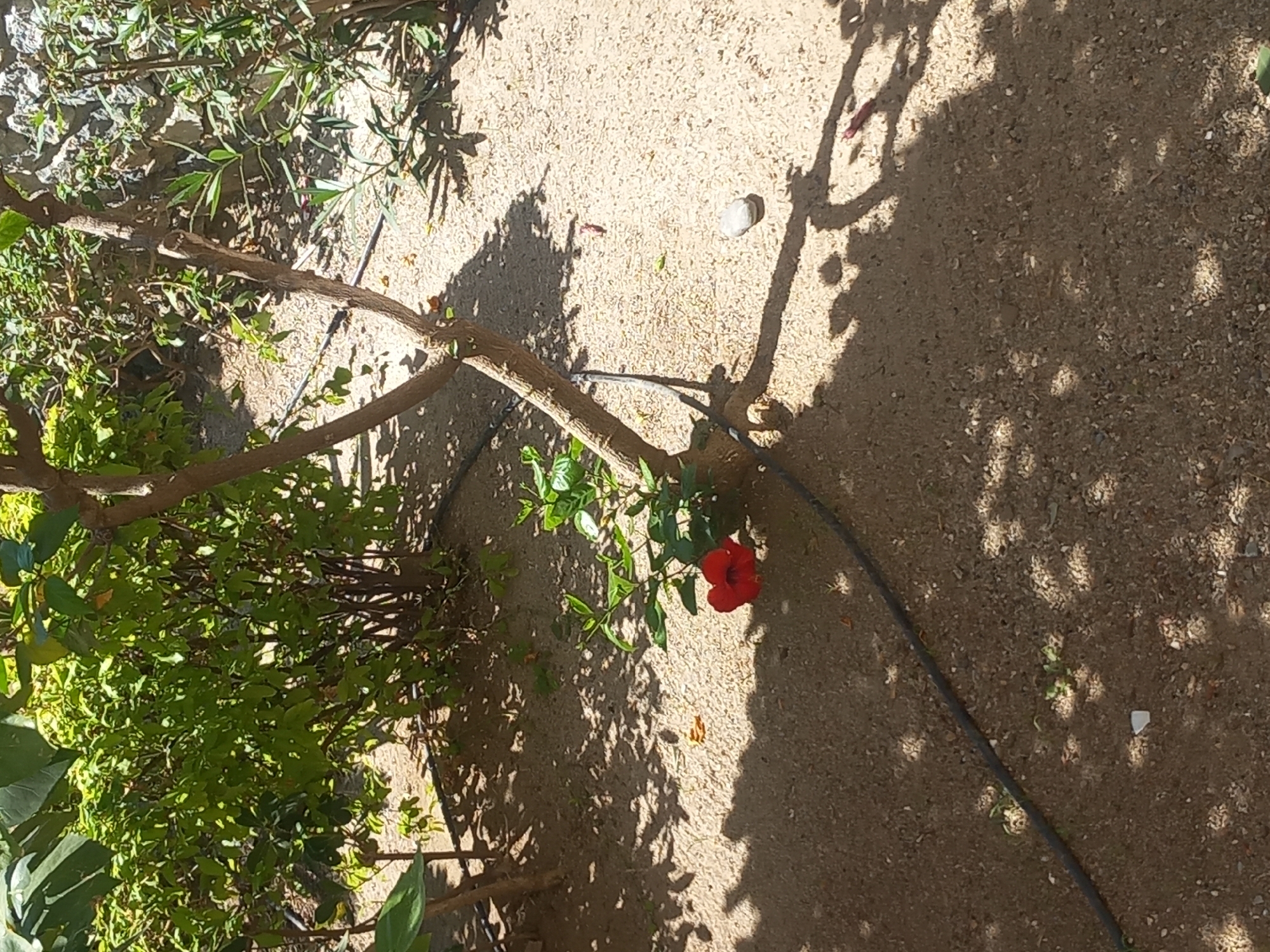 The image depicts a sun-drenched outdoor scene, likely a garden or courtyard, in Kos, Greece. The ground is covered in a sandy, gravelly soil with scattered pebbles and small green shoots. The shadows of leaves and branches are cast across the ground, indicating a bright, sunny day. In the mid-ground, a slender tree trunk with a few branches grows upwards. Near the base of this tree, a vibrant red hibiscus flower is in bloom, its petals unfurled. A dark, thin tube, possibly for irrigation, runs across the ground from the left side of the frame. Behind the tree, a dense cluster of green foliage is visible, with some branches and leaves showing. In the background, a stone wall or rocky outcrop can be seen, further suggesting an outdoor setting. The overall impression is one of a tranquil, natural environment bathed in sunlight.