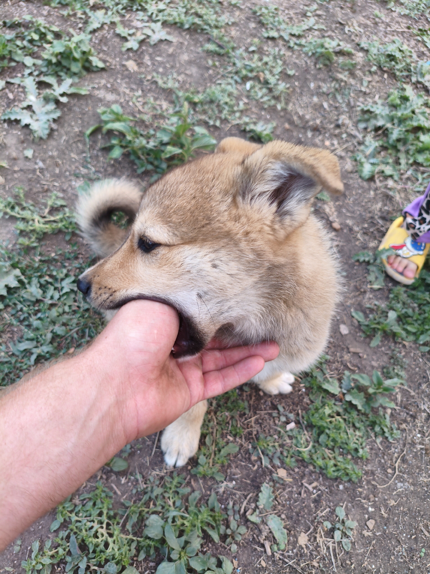An overhead shot shows a tan puppy biting the thumb of a person's hand. The puppy's mouth is open, and its teeth are clamped around the thumb. The puppy has tan fur, floppy ears, and dark eyes. The person's hand is pale with visible veins. In the background, there is dirt, green grass, and a child's yellow sandal. The scene appears to be outdoors. The location is Ақсуат ауылдық округі, Kazakhstan.