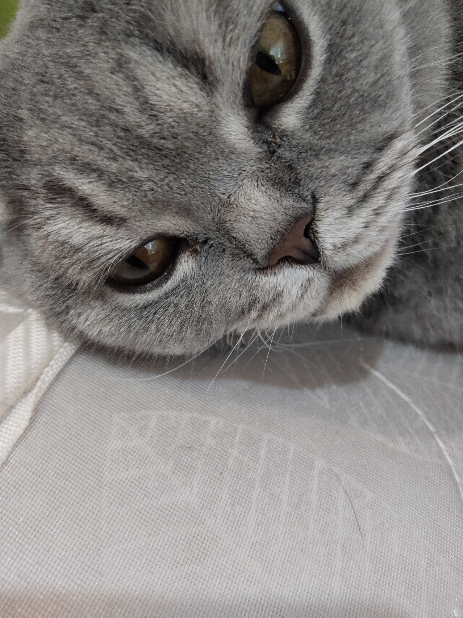 A close-up photograph captures the face of a gray tabby cat. The cat's head is resting on a white, textured surface. The cat has amber eyes and white whiskers. The scene's location is Unknown, Unknown.