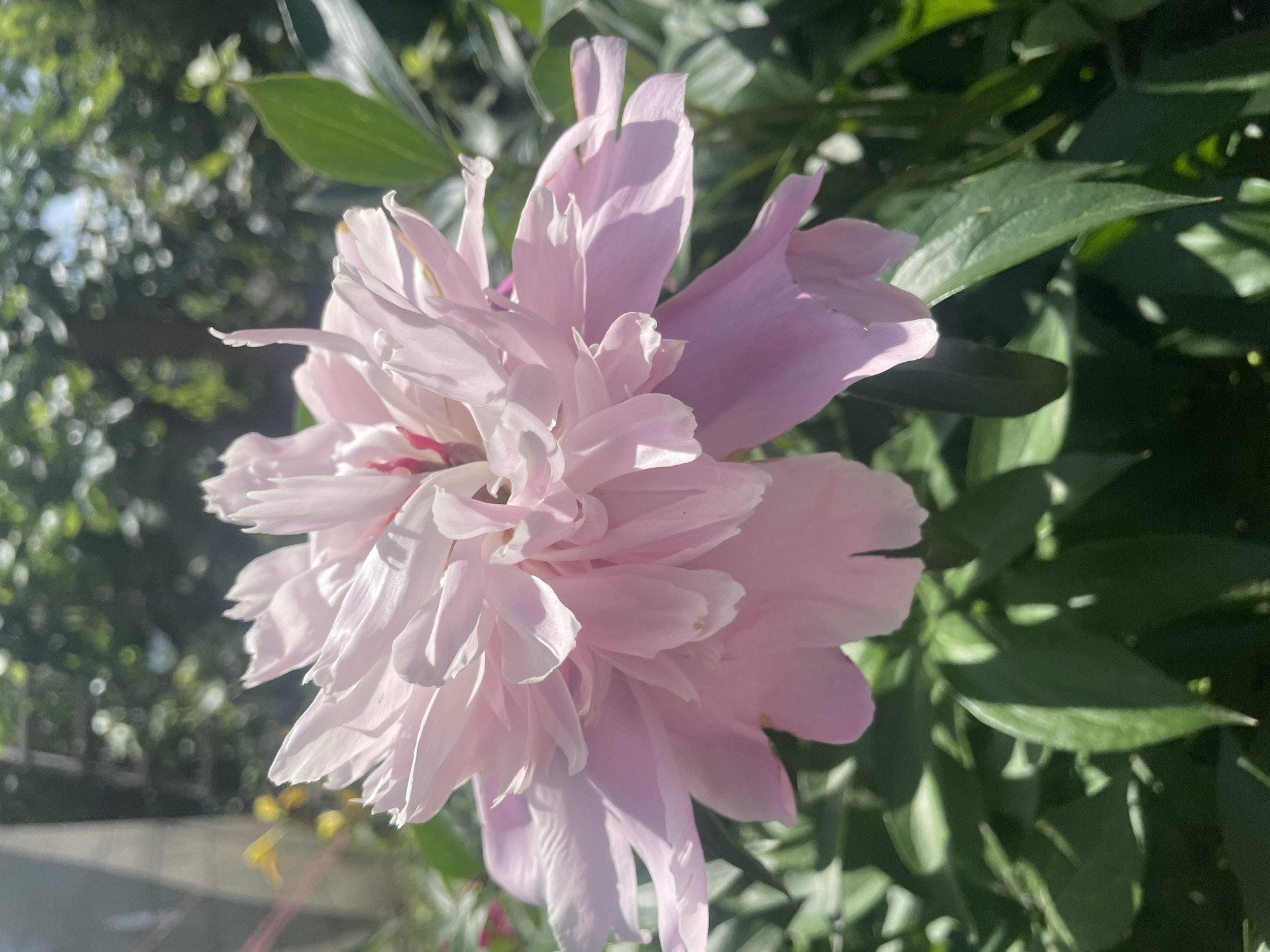 The image shows a close-up of a pale pink peony flower in full bloom, set against a backdrop of lush green foliage. The flower's petals are layered and delicate, with some catching the sunlight and appearing almost translucent. Hints of red are visible in the center of the bloom. The leaves of the plant are dark green and unfocused, creating a soft bokeh effect. The overall lighting suggests it is daytime, with sunlight filtering through the leaves, casting dappled shadows. There are no people or visible man-made structures in the immediate vicinity of the flower, only the natural environment of a garden or park.