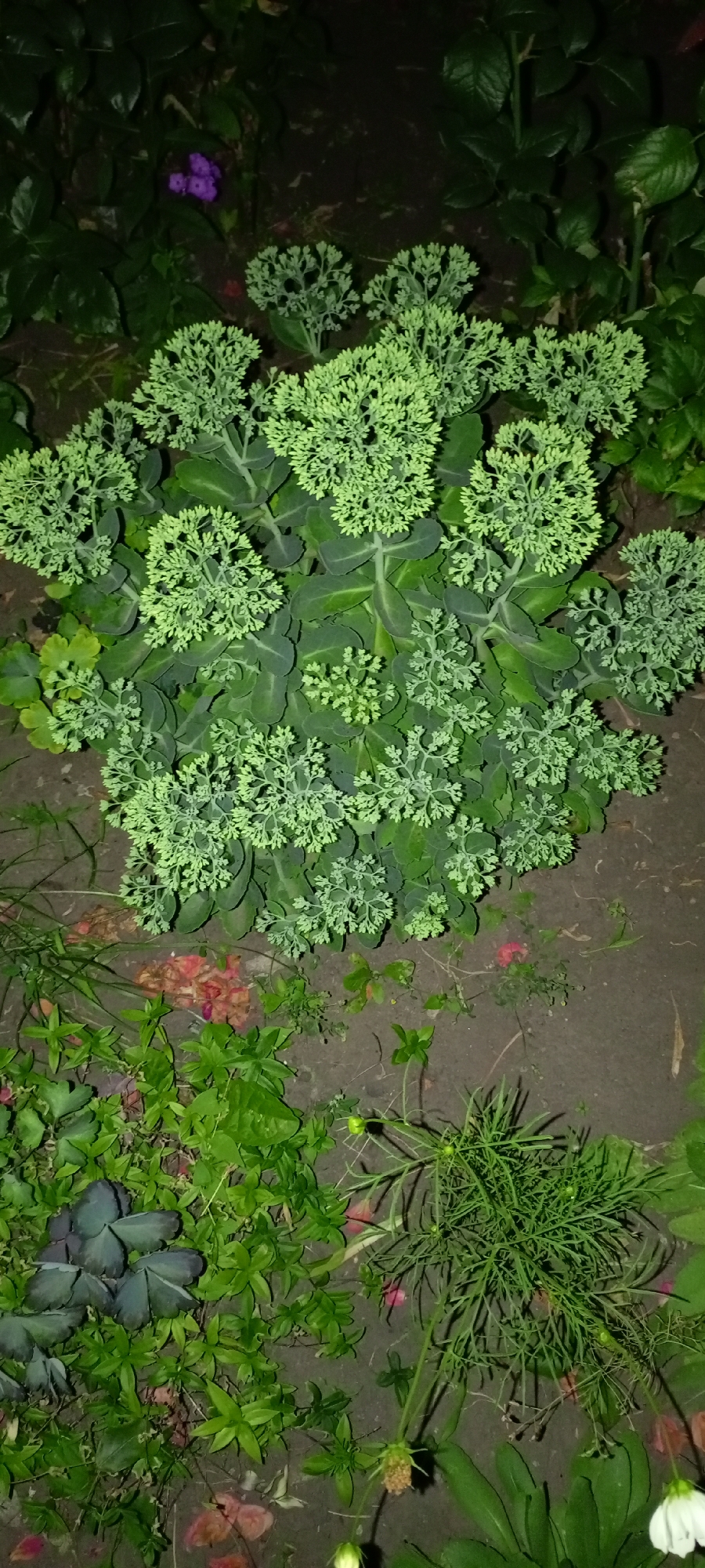 The image shows a close-up view of a garden bed in Kirsanov, Russia. The primary subject is a Sedum plant, also known as a stonecrop, with clusters of light green flower buds. The Sedum is large and bushy, filling the center and upper portion of the frame. Its leaves are thick and succulent, a deep gray-green color. Surrounding the Sedum are other plants and dark soil. In the lower left of the image, there are plants with dark purple, heart-shaped leaves and smaller green plants with lobed leaves. To the right of these, there is a sparse growth of feathery green foliage, likely from a cosmos plant, with a seed head visible. Scattered throughout the garden bed are fallen petals in shades of pink and red, suggesting the presence of other flowering plants nearby. The lighting is dim, indicating it may be dusk or night. There are no people or animals visible in the scene. The overall environment is a residential garden.