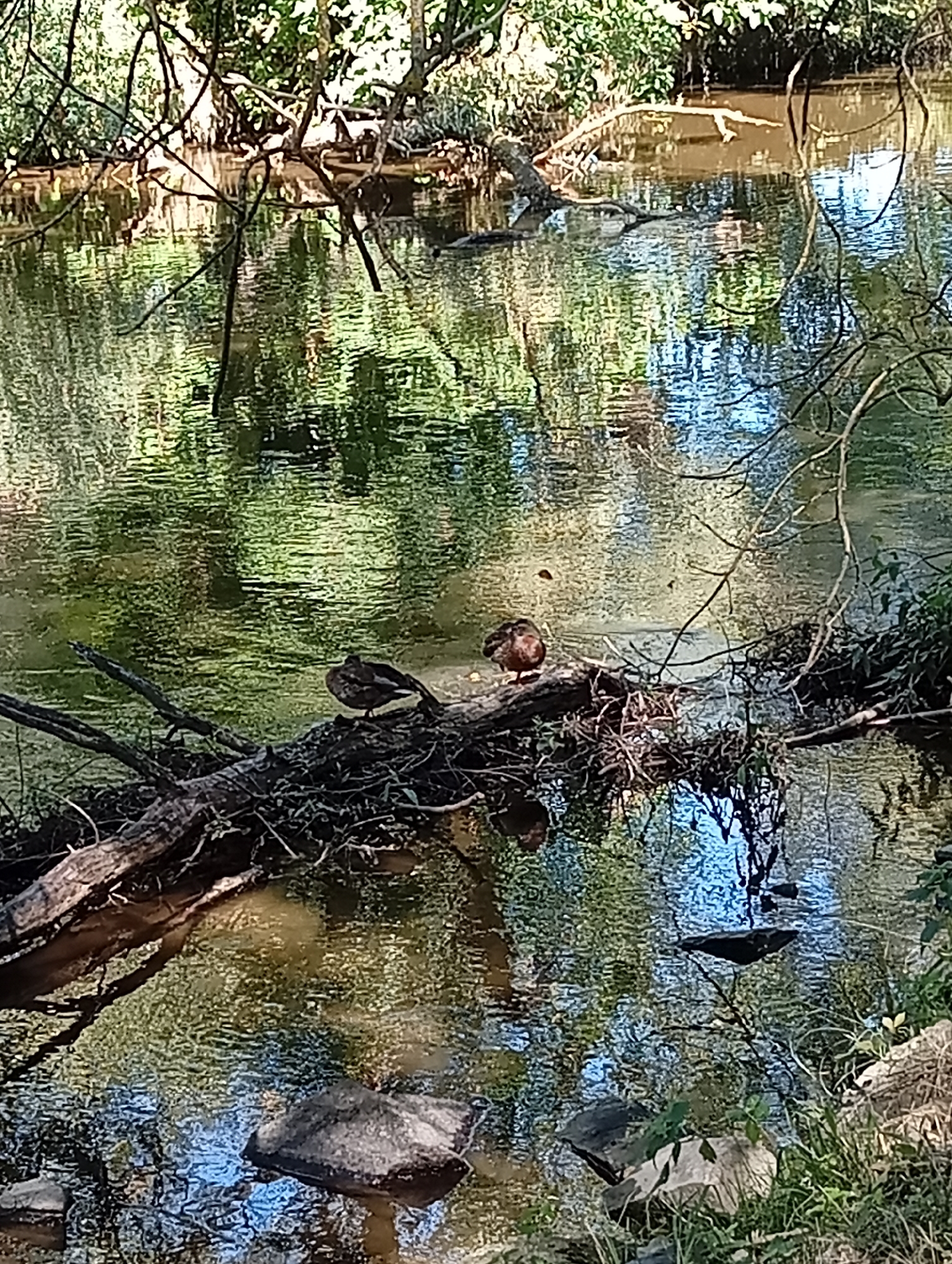 Two ducks are perched on a fallen tree trunk in a shallow, reflective stream. The stream's surface is rippled, creating a mosaic of green and brown hues from the surrounding foliage and the muddy bottom. Branches from overhanging trees cast shadows on the water. The scene is likely from a natural area within or near Tišnov, Czechia, given the context. No people are present, and no specific actions or interactions are occurring.