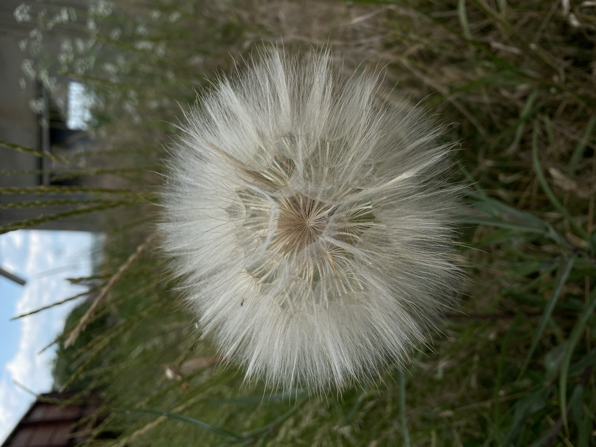 A close-up, vertical shot captures a large, fluffy dandelion seed head in the foreground. The seed head, a sphere of delicate white filaments, is positioned slightly off-center to the left. Behind it, the background is a blur of green foliage and dry grass. In the middle ground, a dilapidated building with a grey, weathered facade is visible, and to the far left, a dark red, possibly wooden structure is partially obscured by the greenery. The sky above is a pale blue with scattered white clouds. The scene is outdoors, suggesting a natural or rural environment within the city of Căırligile, Moldova.