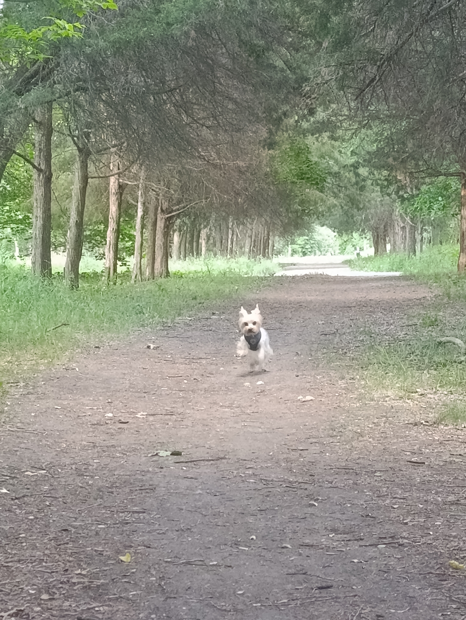 A small, white dog with a dark collar is running towards the camera on a dirt path that winds through a forest. The dog's ears are perked up, and it appears to be in mid-stride. The path is lined with tall, thin trees that form a canopy overhead, creating a dappled light effect. The ground is covered in dirt and scattered leaves. The overall impression is one of a dog enjoying a playful run in a natural setting.