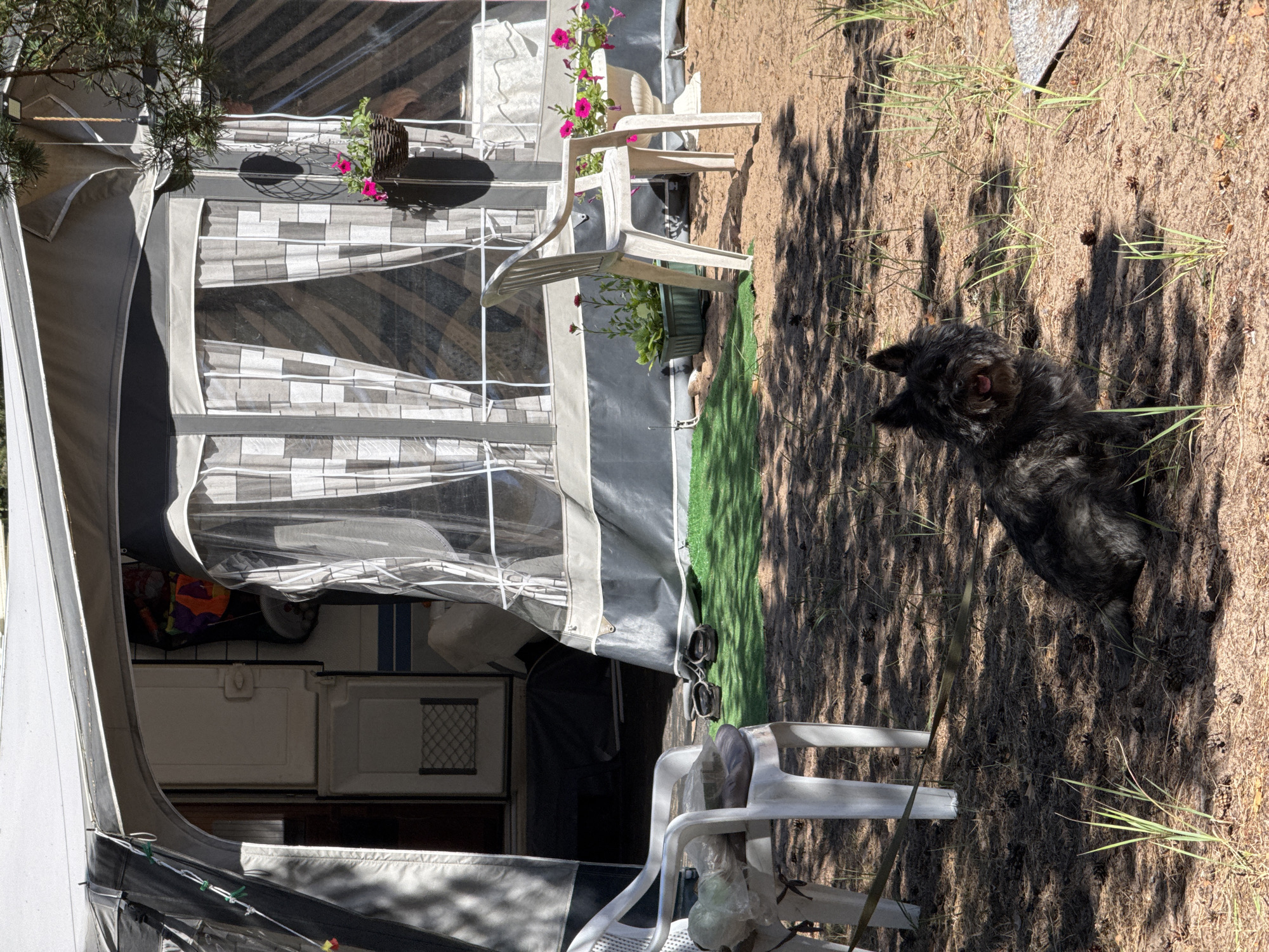 The image depicts an outdoor scene at a campsite, possibly located in Zelenaya Roshcha, Russia. A grey, shaggy dog with its tongue out is sitting on the sandy ground, surrounded by dry grass and pinecones. Behind the dog, a white plastic chair is visible, with some items on its seat. Further back, there is a caravan or motorhome with an attached awning. The awning has transparent curtains with a checkered pattern. In front of the caravan, there are more white plastic chairs, a green rectangular planter with green plants, and a white urn overflowing with pink flowers. Sandals are placed on a patch of green artificial grass near the caravan entrance. The scene is shaded by trees, casting dappled light and shadows on the ground.