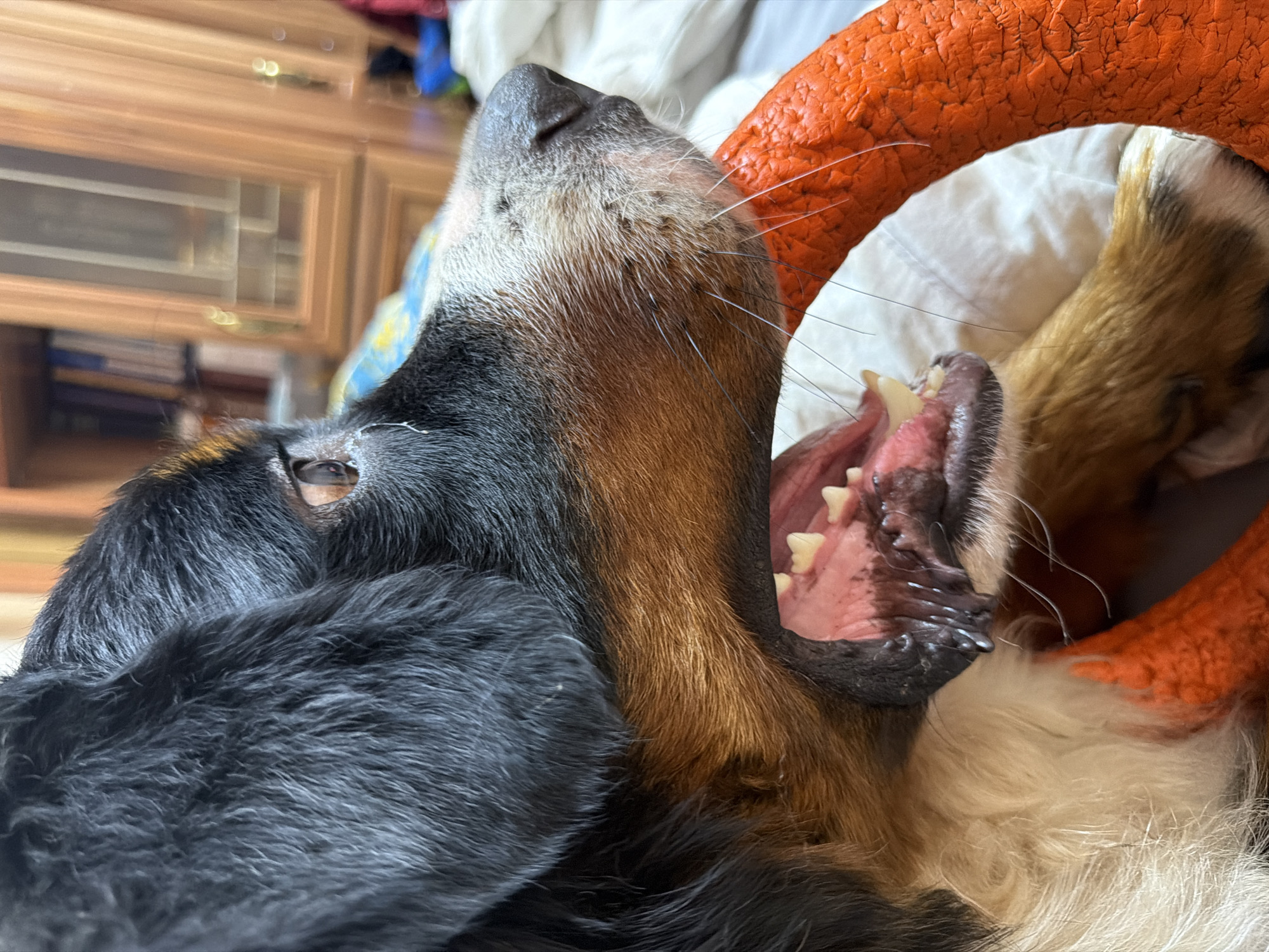 A close-up shot captures a Bernese Mountain Dog with its mouth open, revealing its teeth and tongue. The dog's fur is a mix of black, brown, and white. An orange toy is visible, held by the dog's mouth and paw. The background is blurred, showing what appears to be a bookshelf and wooden furniture, suggesting an indoor domestic setting. The image does not contain any information to determine its location in the city of Чёрная, Russia.