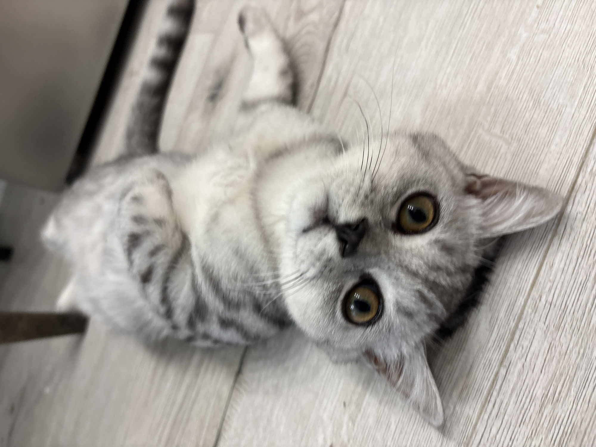 A silver tabby cat is lying on its back on a light wood-grain floor. The cat's eyes are open and directed towards the camera, and its body is partially curled. The cat's fur has dark grey tabby markings. In the background, there is a blurry dark object which appears to be furniture. The image is taken from a high angle. There is no information to determine the location in Izhevsk, Russia.