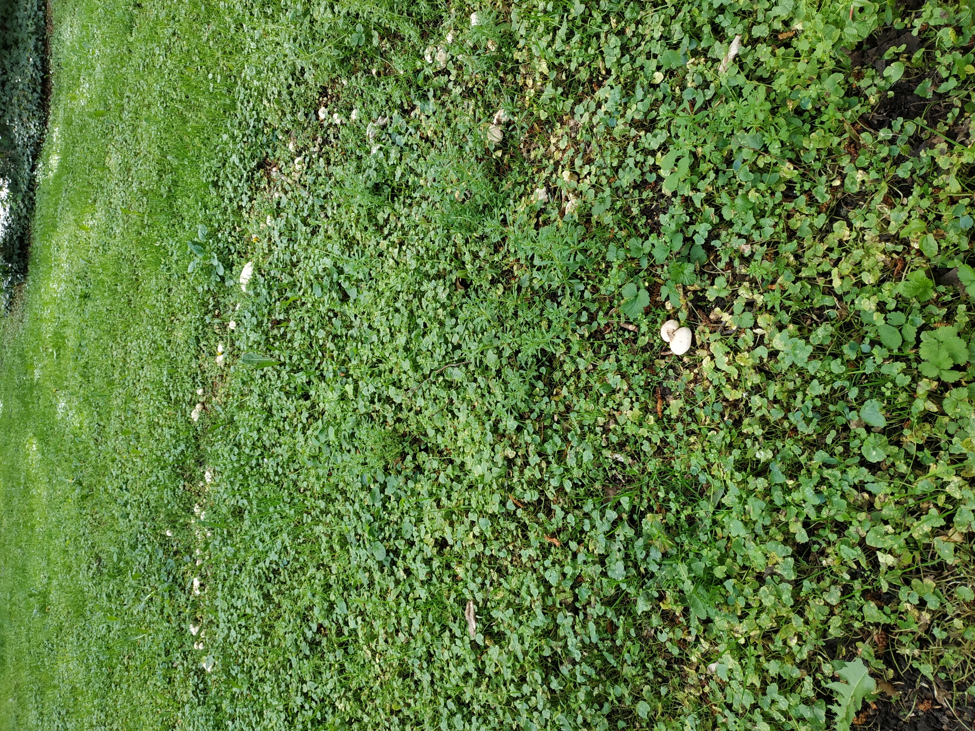 The image presents a ground-level view of a lush green area, likely a section of a garden or natural ground in Dortmund, Germany. The scene is dominated by a dense growth of various green plants, interspersed with numerous small, light-colored mushrooms.
The vegetation comprises a mix of small-leaved ground cover plants, some with rounded or lobed leaves, and patches of grass. The plants exhibit varying shades of green, with some areas appearing slightly lighter or yellowish, possibly due to natural growth patterns or moisture levels. The underlying soil is dark and appears damp, suggesting recent rain or consistently moist conditions.
Scattered throughout the green foliage are multiple small mushrooms, predominantly white or off-white. They appear singly and in small clusters, with an estimated fifteen to twenty visible across the frame. Their caps are generally rounded or slightly flattened, blending with the natural environment.
The lighting is natural and diffused, indicating it is daytime, possibly under an overcast sky or in a well-lit shaded area, as no harsh shadows are cast. There are no people, animals, or man-made objects visible. No text is present in the image. The scene captures a quiet, natural micro-environment.
