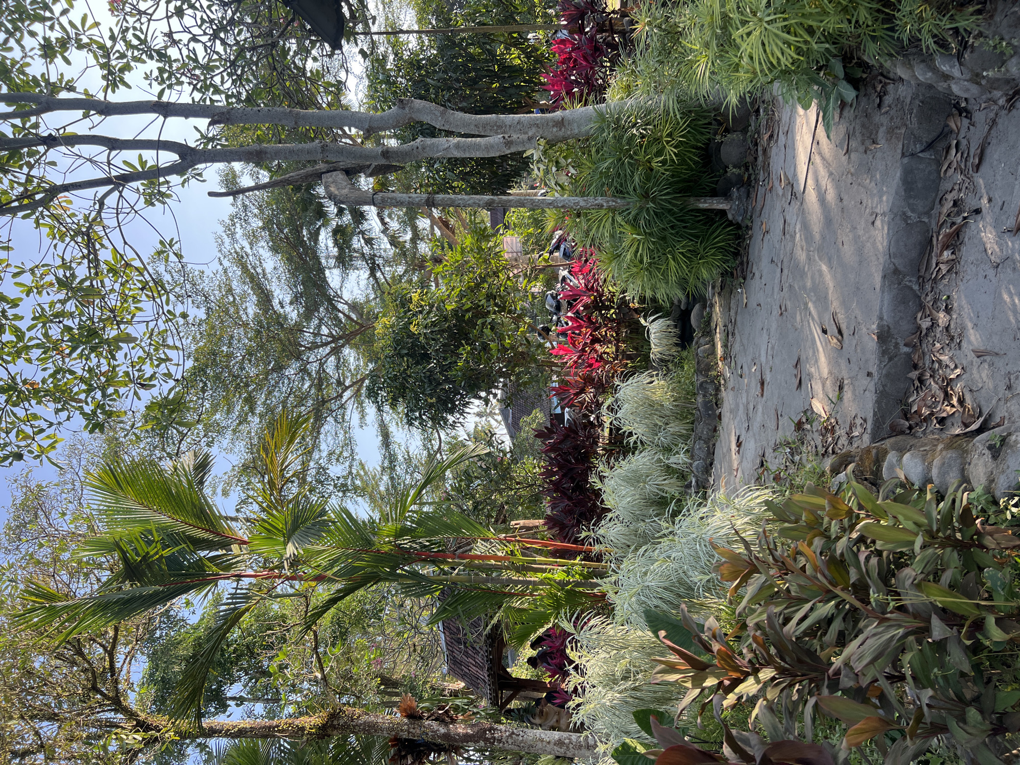 A paved pathway curves through a lush garden in Tlogoadi, Indonesia. The pathway is lined with various plants, including vibrant red and deep green foliage, as well as feathery white and green plants. In the background, a thatched-roof pavilion is visible, with several people seated inside. Mature trees with dense canopies create a shaded environment. The lighting suggests it is late afternoon, with long shadows cast across the ground. The overall scene conveys a tranquil, tropical atmosphere.