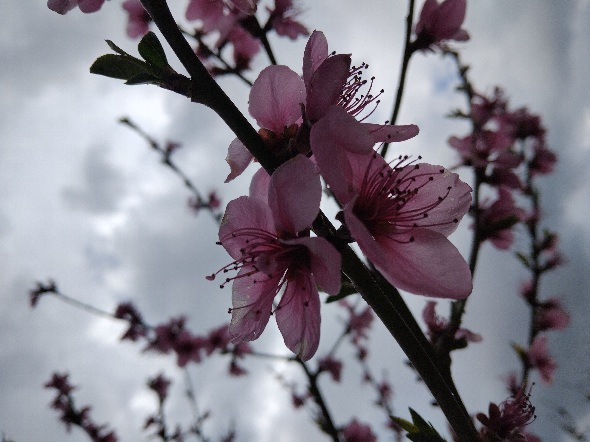 The image shows pink blossom flowers on a branch, photographed from a low angle against a cloudy sky. The flowers are the main subject and are in various stages of bloom, with some petals displaying fine details and water droplets. The background is a blurred expanse of grey and white clouds. The location is Stoil Voivoda, Bulgaria.