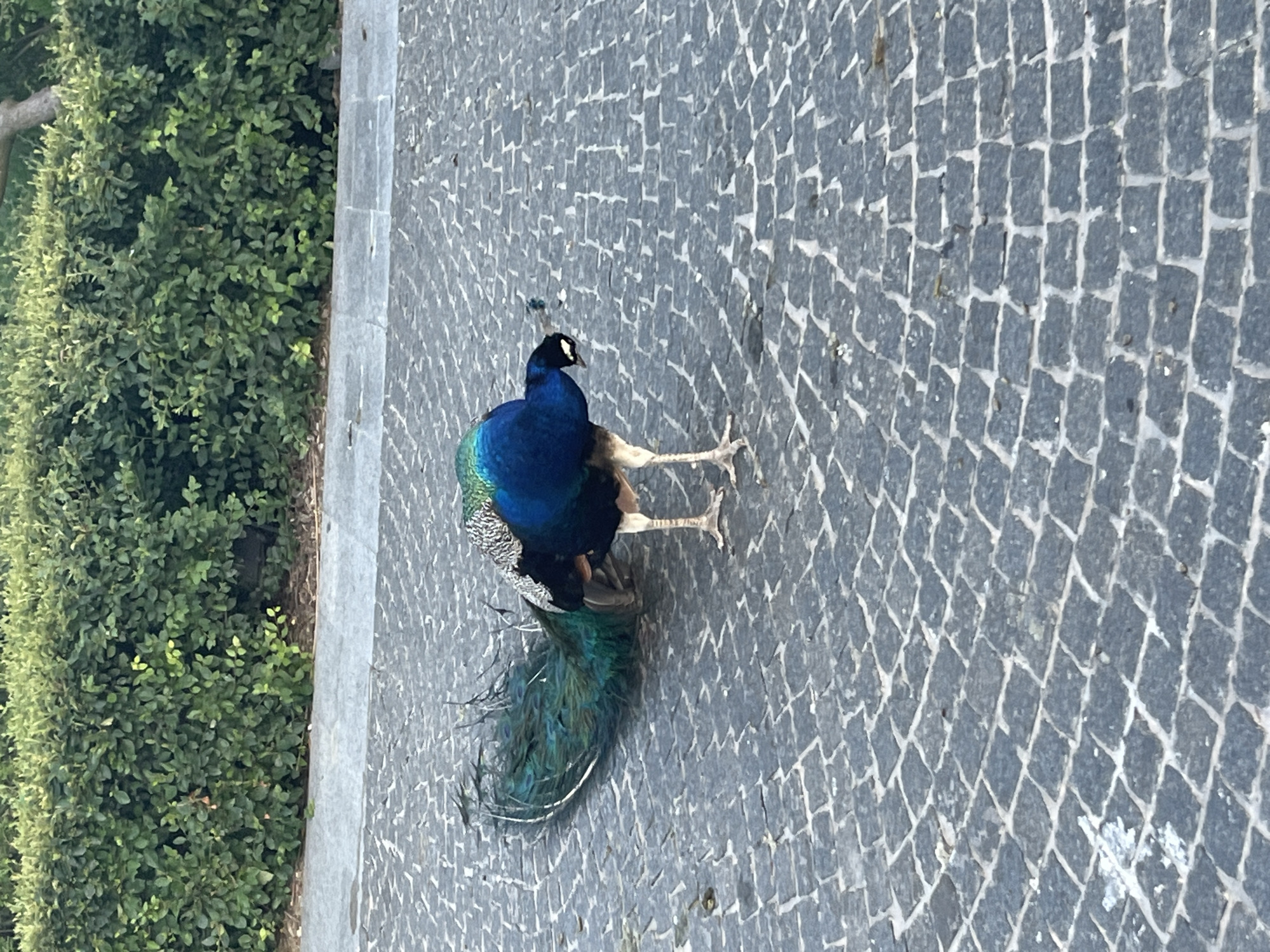 A peacock is walking on a cobblestone path in front of a dense green hedge. The peacock is facing down and to the right, with its tail feathers fanned out behind it. The cobblestone path is made of dark gray stones with white grout. The hedge is lush and green. The scene appears to be outdoors in a public area, possibly a park or garden. The location is not specified in the image.
