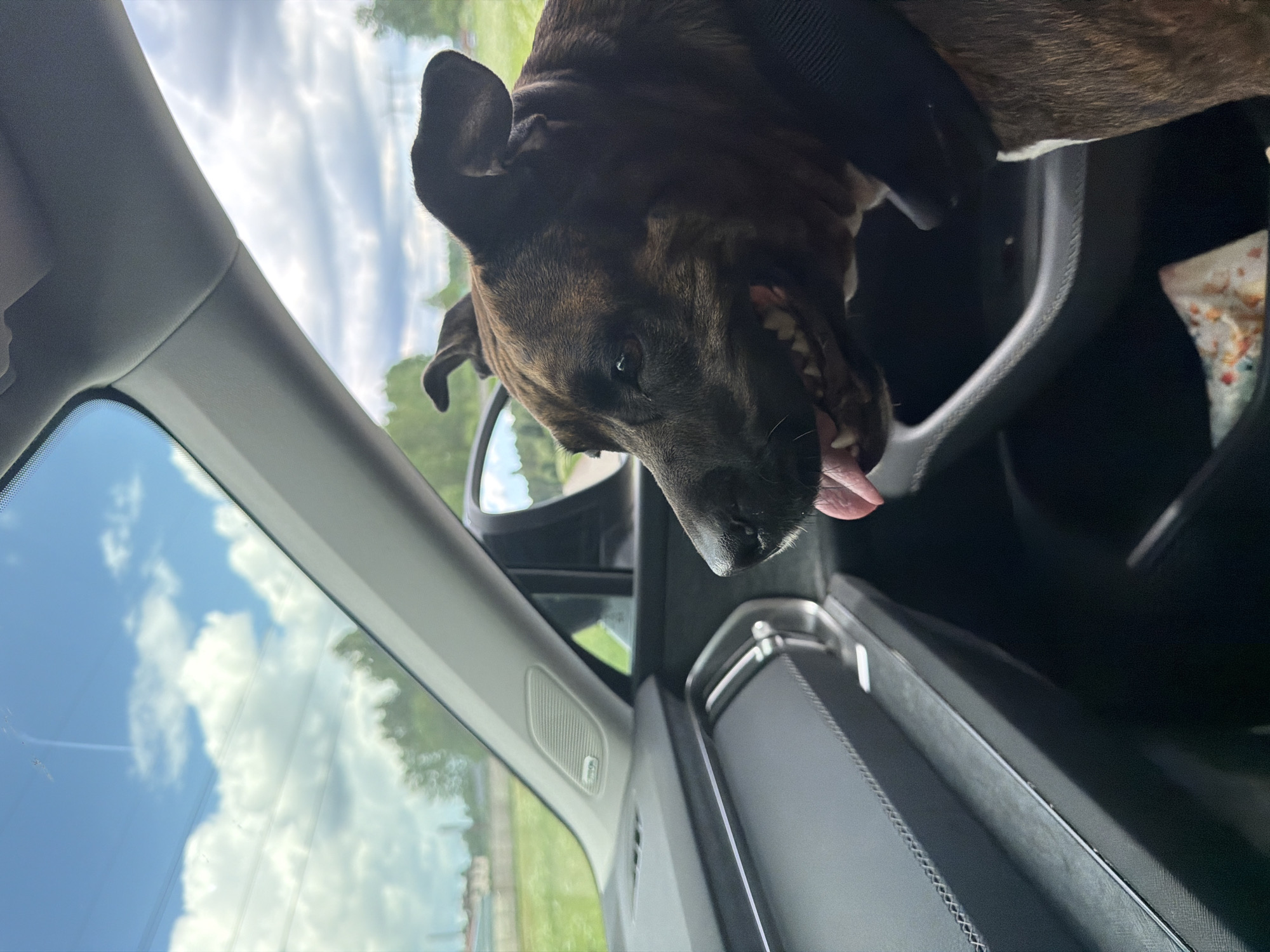 A brindle dog with its tongue hanging out rides in the passenger seat of a car, looking out the window. The interior of the car is visible, including the dashboard and a side mirror. Outside the car, a grassy field and trees are seen under a cloudy sky. The image appears to be taken from inside the vehicle, looking towards the right. The location is specified as Lapenieki, Latvia.