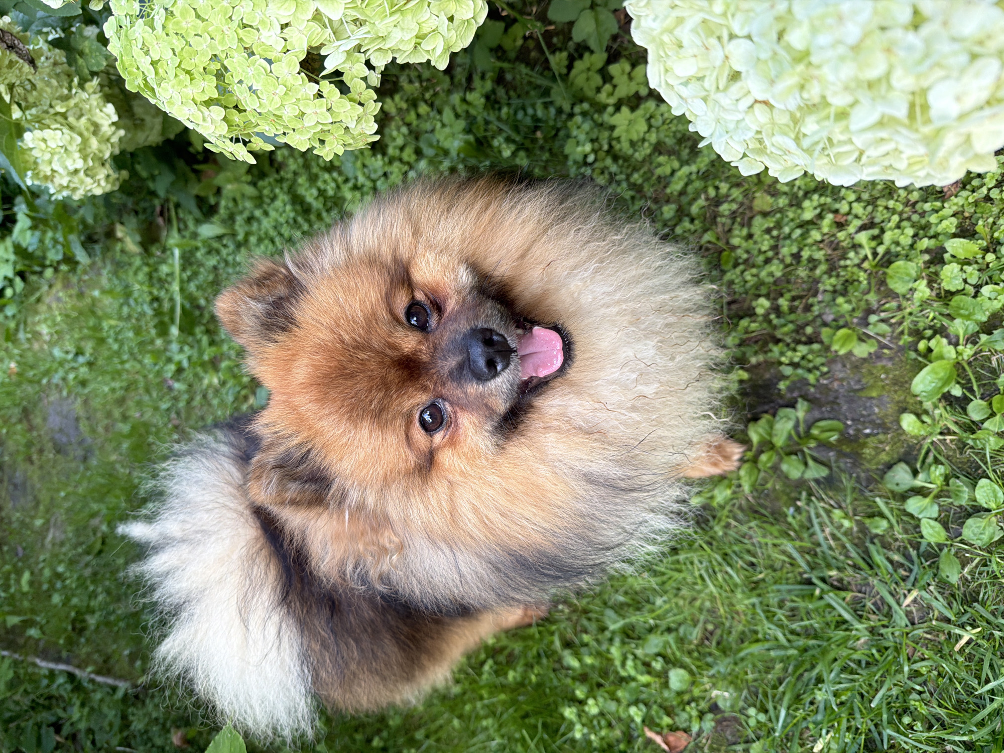 A fluffy, tan and brown Pomeranian dog is sitting on green grass in a garden. The dog is facing the camera with its mouth open, tongue visible, and appears to be panting or smiling. It has dark eyes and a black nose. To the right of the dog, there are several clusters of light green hydrangeas. The background consists of more green grass and some darker foliage. The scene is outdoors, likely in a yard or park, and given the description of the location, it's probable that this garden is within the садоводческое некоммерческое товарищество (SNT) Маяк, located in the Darna area of Russia. There are no humans or any other animals visible in the image.