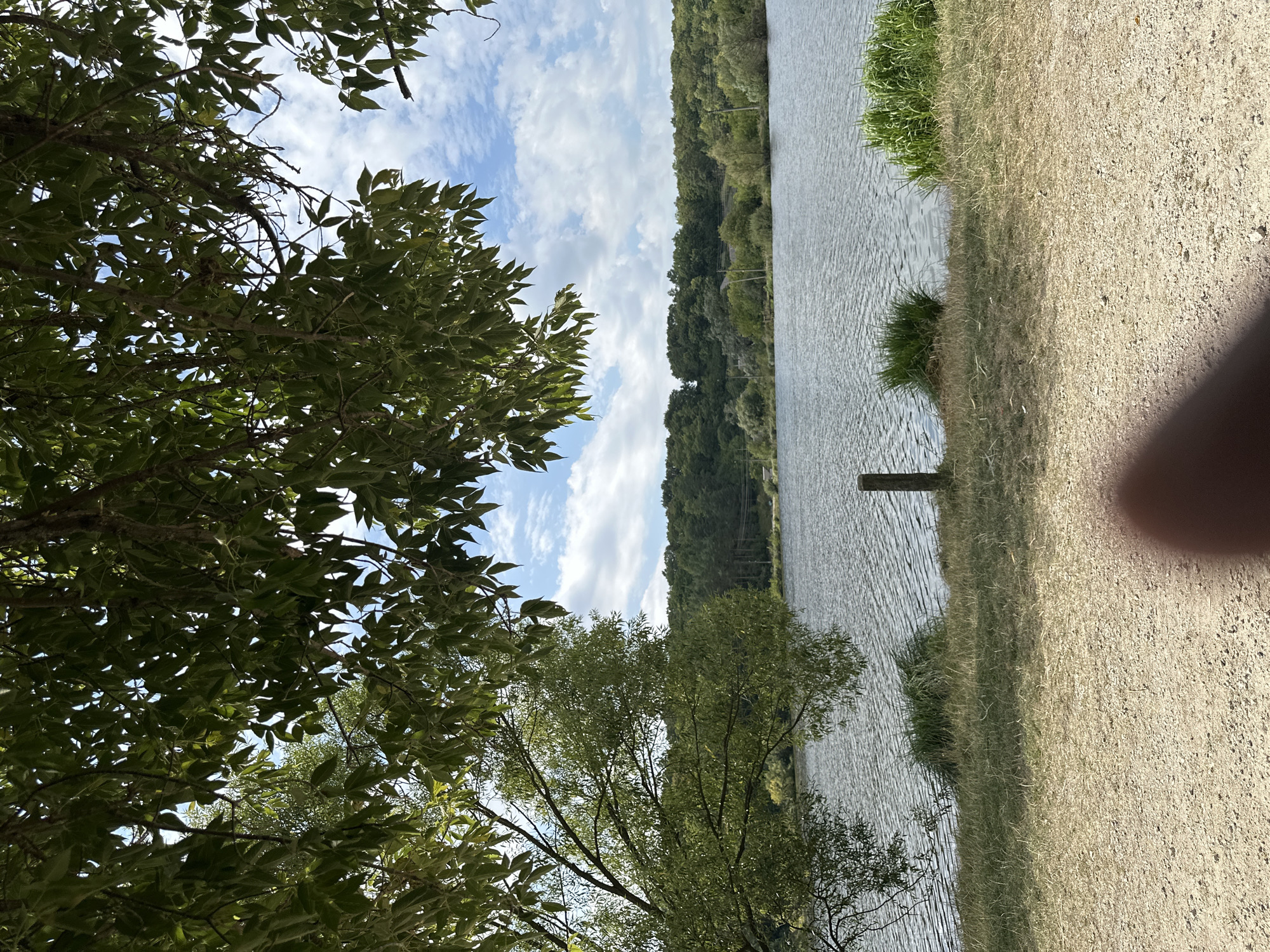 The image depicts a tranquil natural scene, likely a park or recreational area, overlooking a body of water. The foreground is a gravel path, partially obscured by what appears to be a thumbprint or finger. Beyond the path, dry, light-colored grass stretches to the water's edge, punctuated by tufts of greener vegetation. A single, weathered wooden post stands vertically in the grass near the water. The water itself is a calm, grey surface with subtle ripples, reflecting the overcast sky. The middle ground is a dense line of green trees and vegetation forming a distant shore. The sky above is a soft blue, populated with scattered, fluffy white clouds. Lush green tree branches, heavy with leaves, hang from the top of the frame, partially obscuring the view of the sky and creating a natural canopy. The overall impression is one of peaceful, outdoor leisure. This image is consistent with views found in the vicinity of the village of Makiv, Ukraine, which is known for its natural landscapes and recreational areas along water bodies.