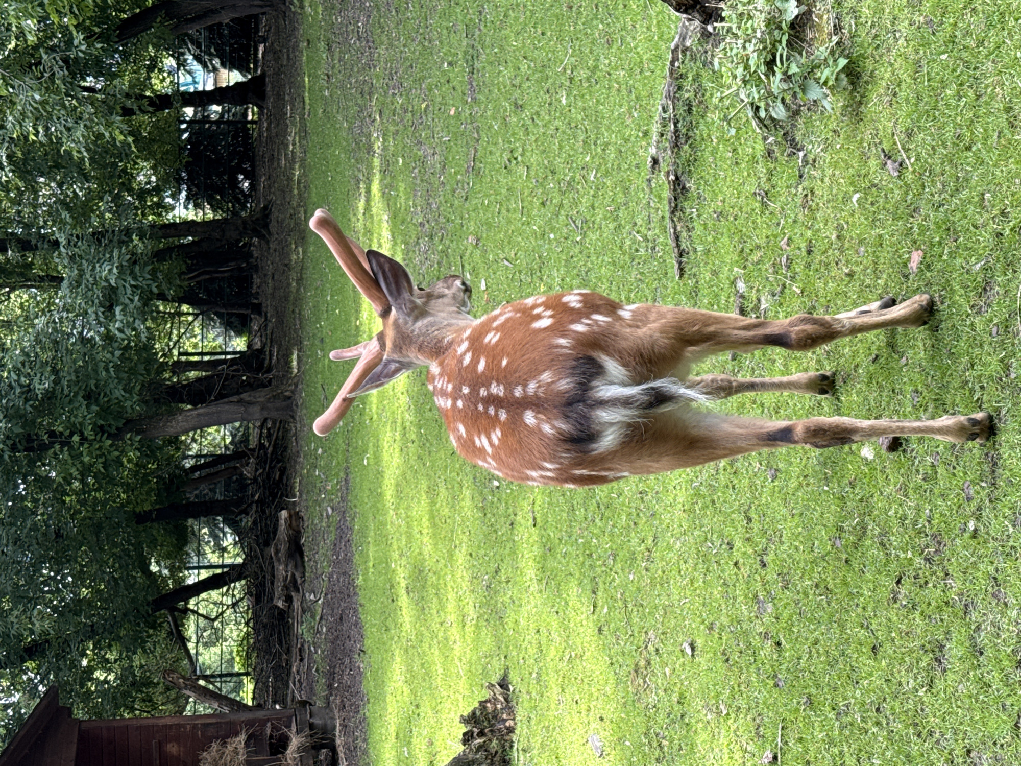 A young deer with white spots stands on a grassy field. Its fur is reddish-brown with white spots scattered across its back and sides. The deer has two small antlers that are forked at the tips. It is standing in a grassy area with trees in the background. The trees are tall and dense, with green leaves. There is a wooden structure in the bottom left corner of the image. The setting appears to be a zoo or a wildlife park, possibly in Moscow, Russia. The lighting suggests it is daytime. The deer is facing away from the camera, with its head turned slightly to the left.