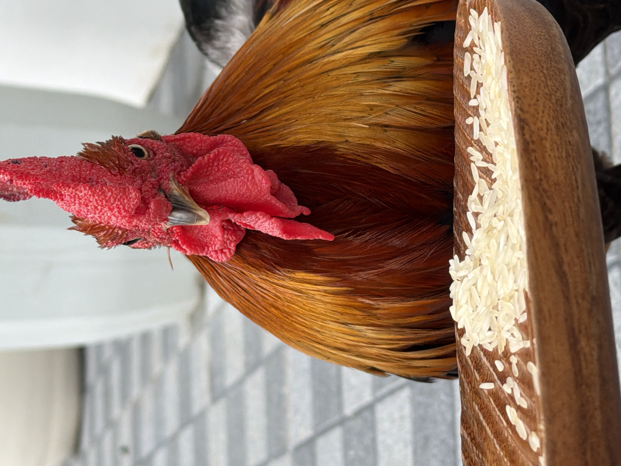 The media file is a close-up, vertically oriented shot of a rooster's head and neck, positioned next to a wooden object filled with uncooked white rice. The rooster has vibrant red wattles and comb, with feathers in shades of brown and gold. Its eye is visible, with a dark pupil. The wooden object, appearing to be a bowl or a section of a larger item, has a visible wood grain pattern and is filled with a pile of rice grains. Some individual grains of rice are scattered on the surface of the wood. The background is blurred, showing a tiled surface and a white wall, suggesting an outdoor or semi-outdoor setting. The lighting appears natural, possibly daylight, casting subtle shadows and highlighting the textures of the rooster's feathers and the rice grains. The overall scene suggests an opportunity for the rooster to eat. No people are visible, and there is no visible text. The location context is Ko Samui District, Thailand.