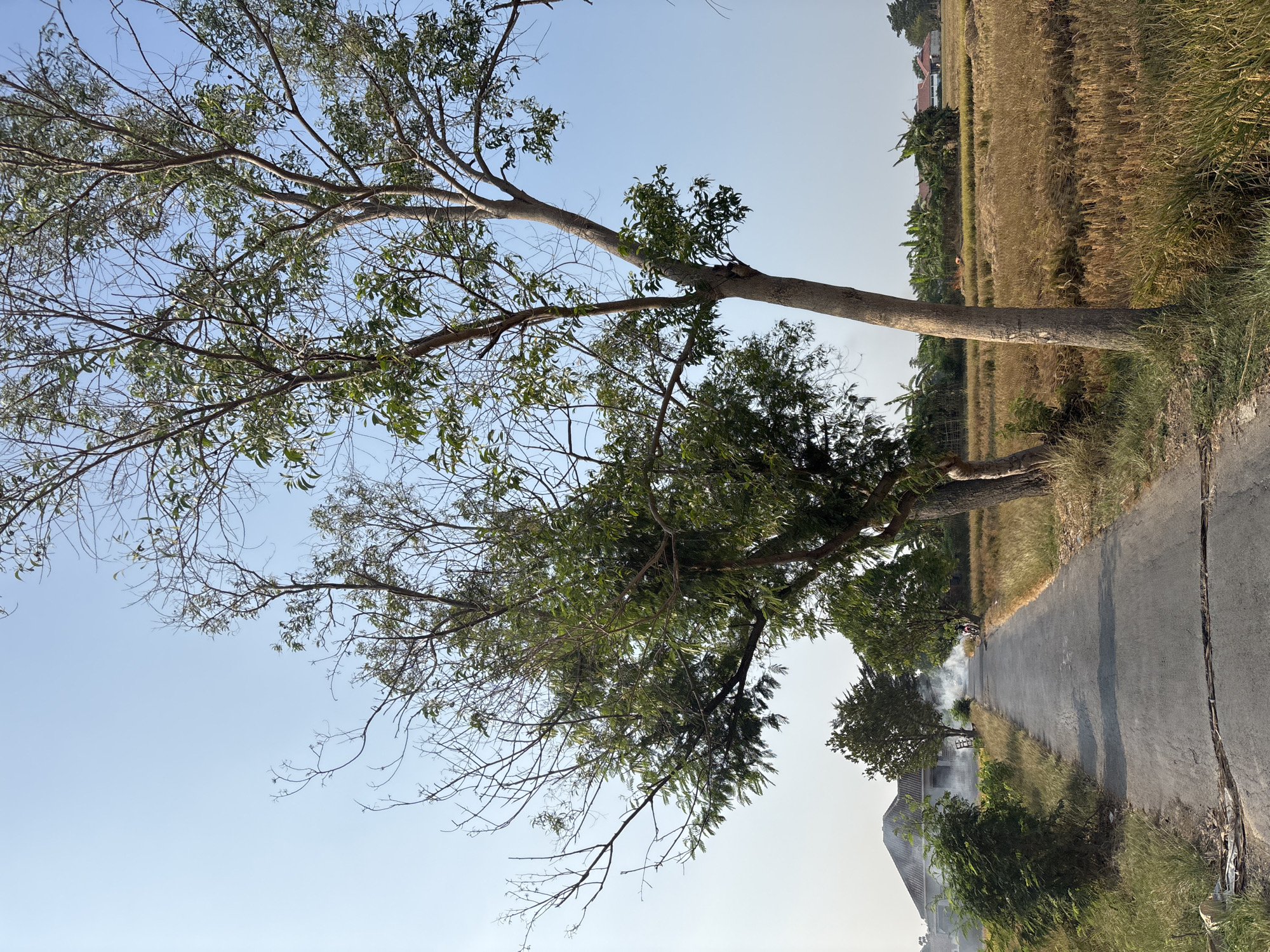 An asphalt road extends into the distance, flanked by dry, golden fields of harvested rice on the right and lush green vegetation and more dry fields on the left. Several trees, some with dense green foliage and others with sparser, bare branches, line the road. In the background, a building with a grey roof is visible, with smoke rising from its vicinity, suggesting activity like burning agricultural waste. A person on a motorcycle is seen on the road, heading towards the building. The sky is clear and blue, indicating a daytime setting in a rural area, possibly Salawana, Indonesia, given the agricultural landscape and typical architecture.