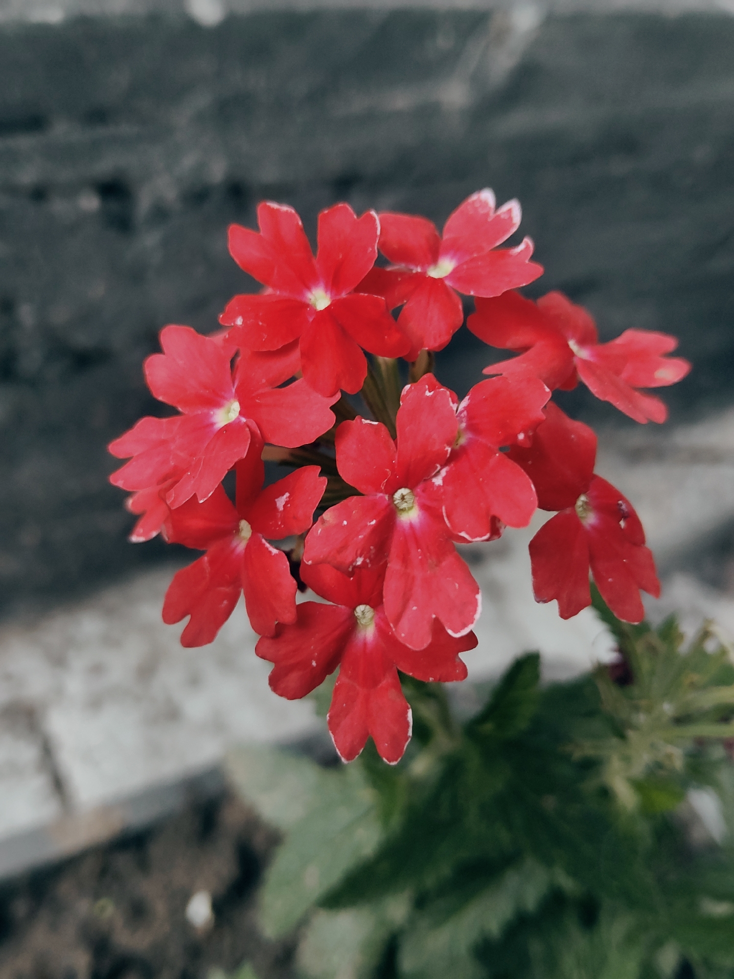 A cluster of bright red verbena flowers are in focus in the foreground, set against a blurred background of a brick wall and some greenery. The flowers are small and star-shaped, with five petals each. They are arranged in a spray, with some overlapping. The center of each flower is a lighter shade of red, almost white. Some of the petals have white tips. The overall impression is one of delicate beauty and vibrancy. The scene does not provide any contextual information about Kharkiv, Ukraine.