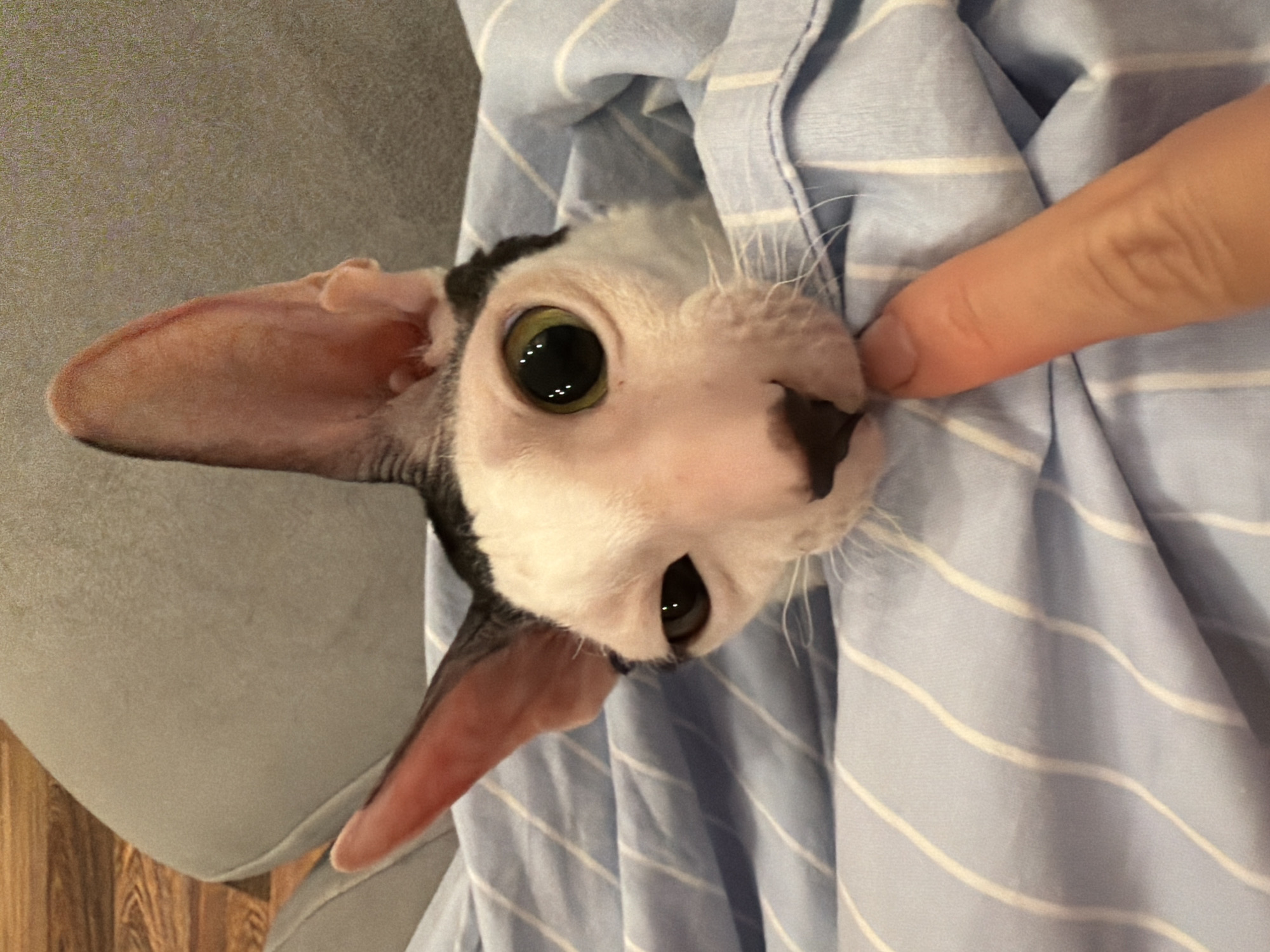 A close-up, eye-level shot shows a partially visible Sphynx cat, wrapped in a blue and white striped blanket. The cat has large, greenish-yellow eyes and prominent ears. Its head is resting on the blanket, with one eye looking directly at the camera and the other partially obscured. A person's finger is touching the cat's nose. The background consists of a textured gray surface and a wooden floor. The image does not provide any information about the location in the city of Yekaterinburg, Russia.