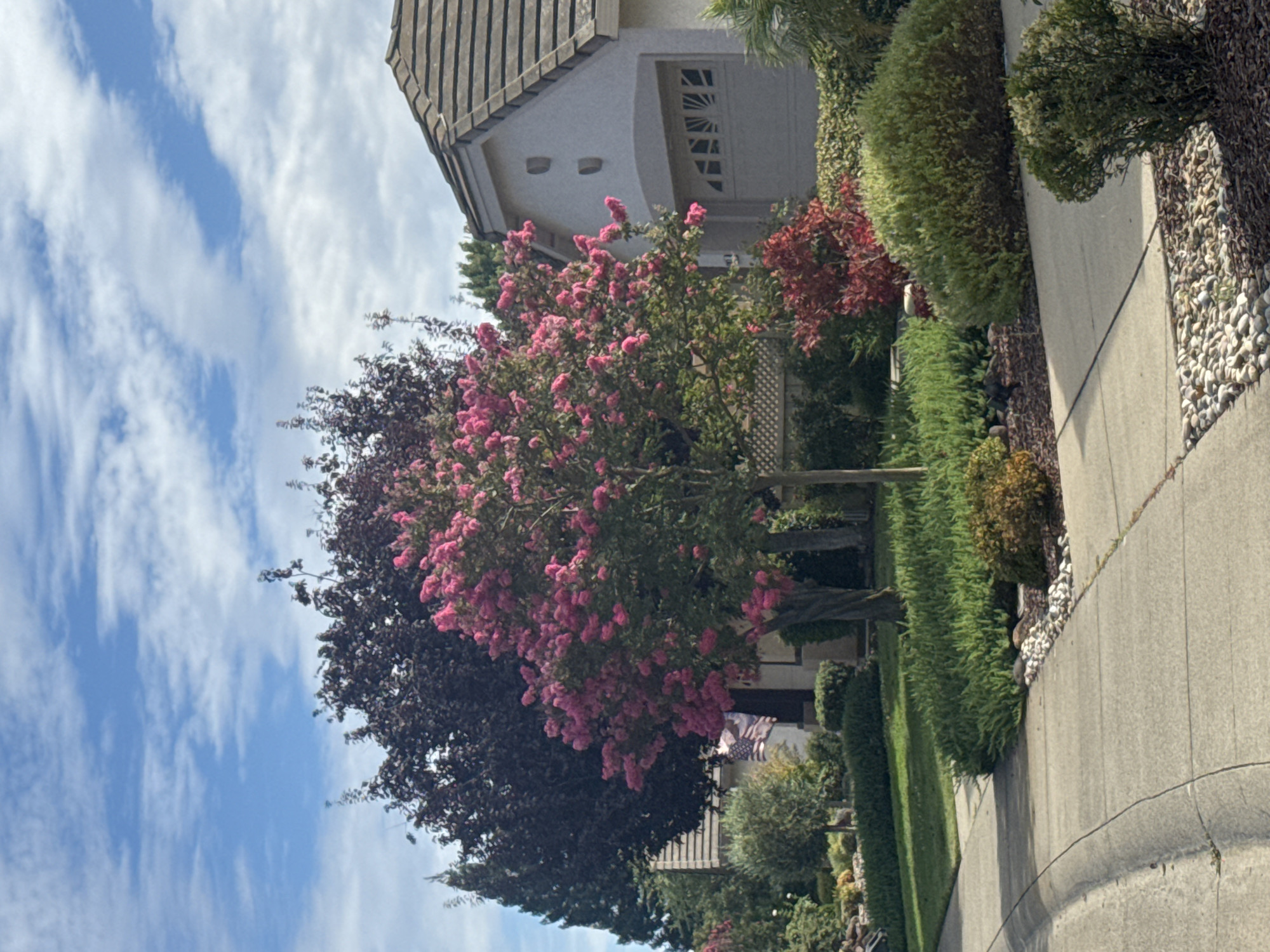 The image shows a suburban street in Roseville, California, USA, with a view of a residential house and its front yard. The house appears to be a single-story structure with a gray exterior and a tiled roof. A garage door with decorative window panes is visible on the front of the house. The front yard is landscaped with various plants, including a prominent tree with vibrant pink flowers, possibly a crape myrtle, and a dark-leaved tree behind it. There are also manicured bushes, green grass, and a sidewalk made of concrete slabs. The sky is blue with scattered white clouds, suggesting a pleasant day. The scene is tranquil and typical of a residential neighborhood.