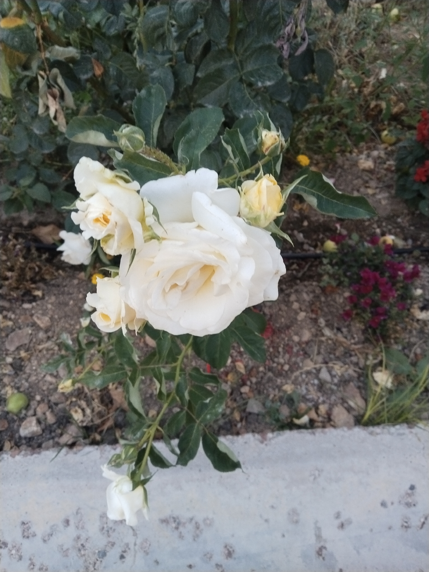 This is a close-up, eye-level, full-shot photograph of a cluster of white and pale yellow roses. The roses are in various stages of bloom, with some fully open and others still in bud. They are part of a rose bush with green leaves and thorny stems. The background is a mix of dry soil, small stones, and sparse vegetation, suggesting an outdoor setting. In the upper right corner, a small patch of dark red flowers is visible. The image appears to be taken in the city of Akata, Uzbekistan, likely in a garden or park setting. The lighting is soft, possibly indicating overcast conditions or late afternoon light. There are no people or animals present in the frame.