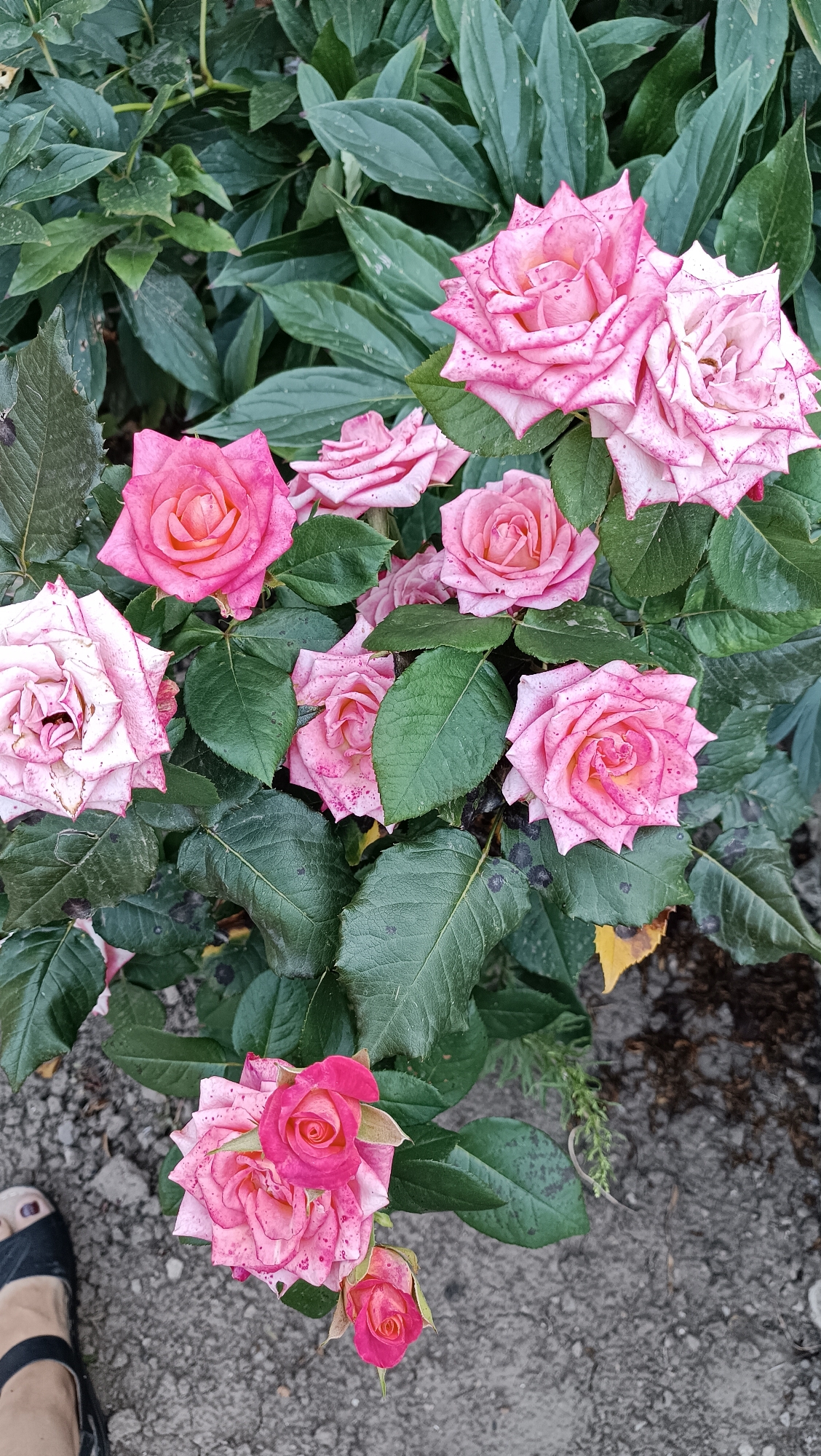 The image shows a close-up view of a rose bush with numerous pink roses in various stages of bloom, set against a backdrop of dark green foliage. Some of the roses have delicate speckles of a darker pink. The ground beneath the bush is a mix of grey gravel and dirt. In the lower left corner, a person's foot is visible, wearing a black sandal. The scene appears to be outdoors. Based on the location provided, this image was taken in Leușeni, Moldova.