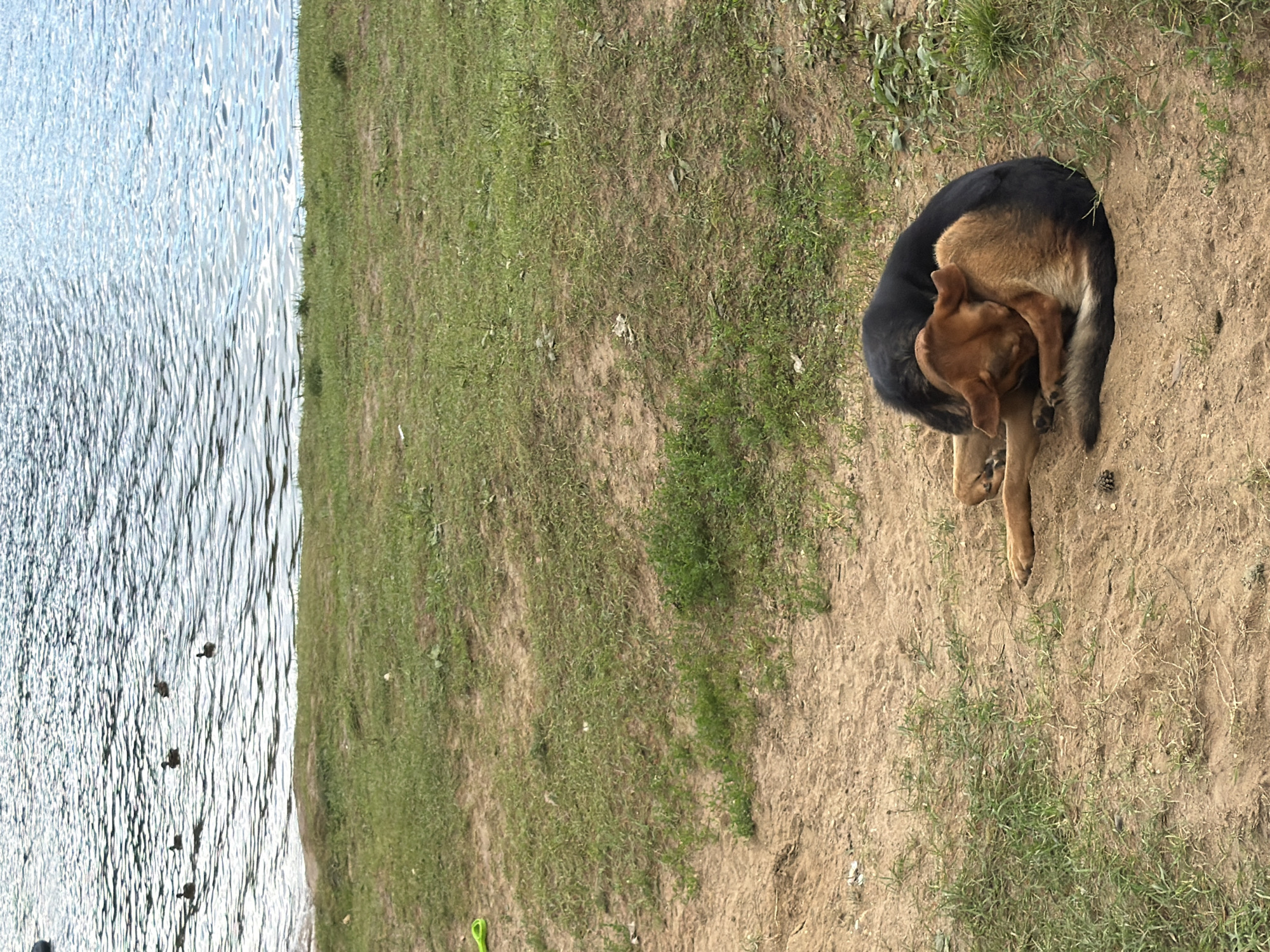 Two dogs are sleeping curled up together on a sandy patch of ground near a body of water. One dog is predominantly black, and the other is tan and black. The sandy area is interspersed with patches of green grass. In the background, a large body of water reflects the sky, and several ducks are visible swimming on the surface. The location is the bank of a river in the village of Sokolovo, Russia.