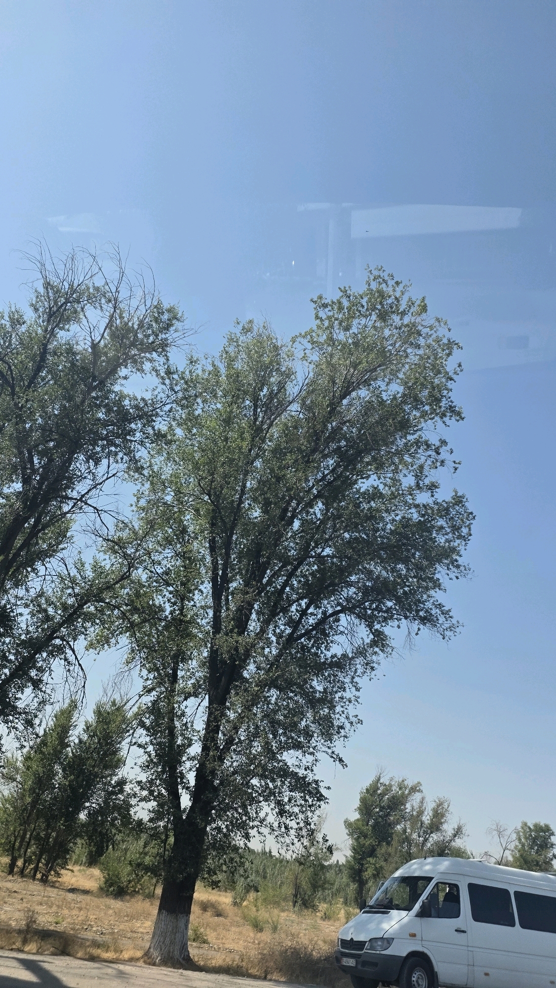 The image depicts a roadside scene in the outskirts of Tokmok City, Kyrgyzstan. A white minivan is parked on the right side of the frame, partially visible from the front quarter panel back. The minivan has tinted windows and a license plate that reads "B404AE". In the foreground, a large tree with dense green foliage dominates the left and central portions of the image. Its trunk is thick and appears to be whitewashed at its base. Beyond the tree, dry, yellowed grass and scrubby vegetation cover the landscape, suggesting a dry climate or season. In the background, several other trees and a line of darker foliage stretch across the horizon. The sky is a clear, pale blue, with a faint, hazy structure or building visible in the upper right corner, appearing as a reflection or a distant structure obscured by atmospheric conditions. The overall impression is one of a rural or semi-rural setting on a clear day.
