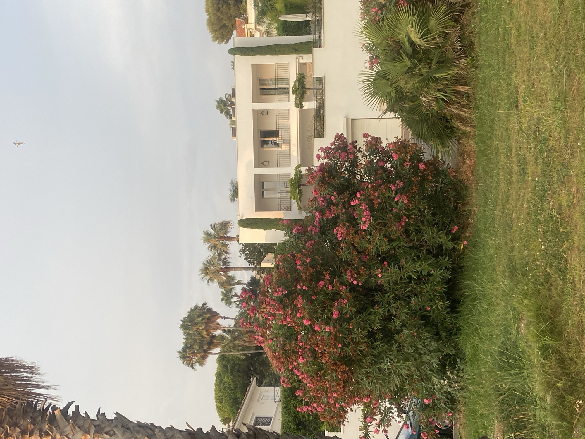 An exterior, medium-range, eye-level shot captures a modern, white, two-story villa with balconies and large windows, set against a pale, hazy sky. A mature palm tree dominates the left foreground, its rough trunk and fronds partially obscuring the view. In front of the villa, a large, blooming oleander bush displays clusters of pink flowers. To the right of the villa, a palm tree with fan-shaped leaves is visible. The ground in front of the vegetation is covered in lush, green grass. In the distance, other trees and buildings are partially visible, suggesting a residential area. A single bird is seen flying in the upper portion of the frame. The scene appears to be located in Antibes, France, given the style of the architecture and vegetation commonly found in the region.