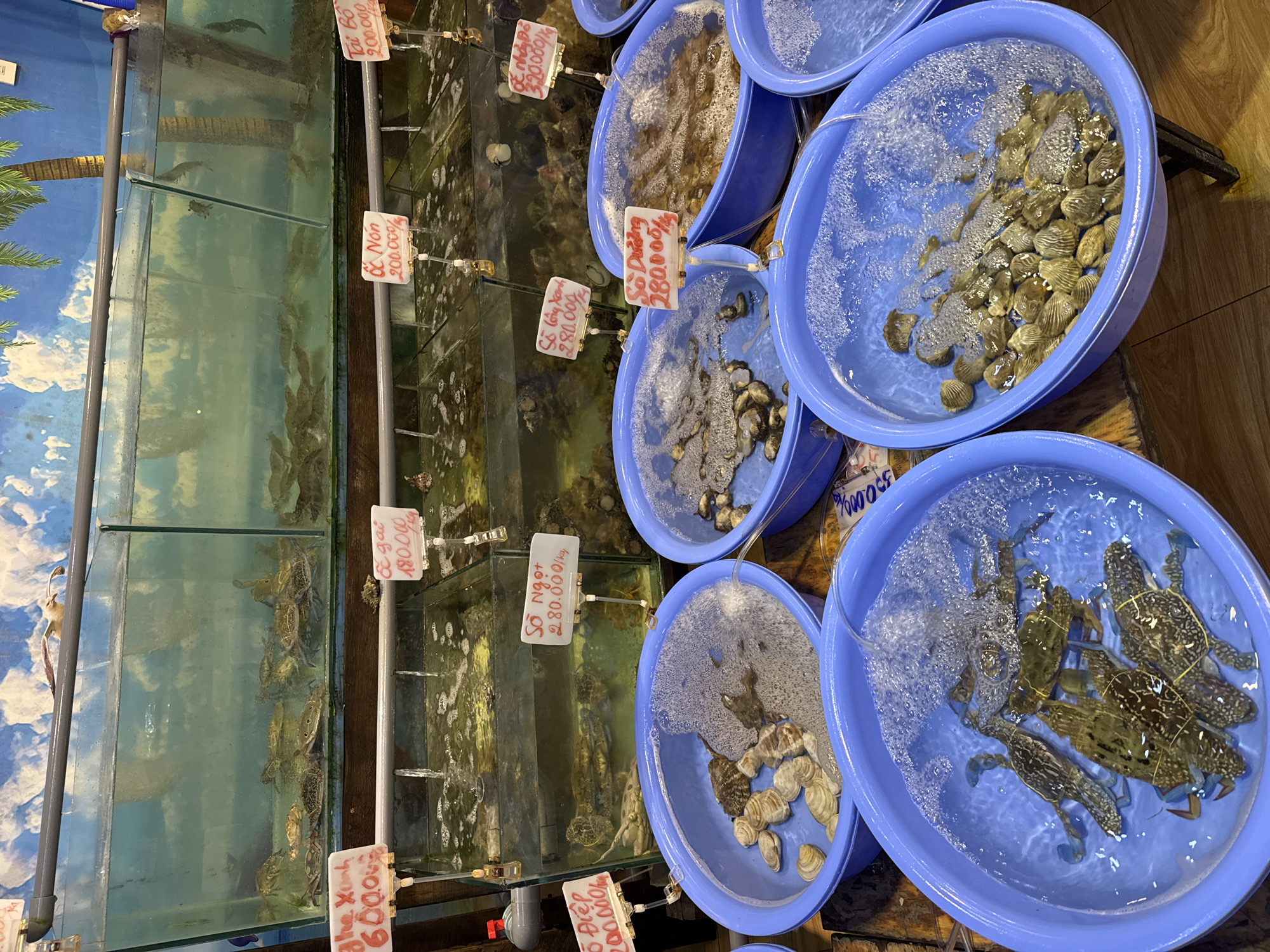 This image shows a display of live seafood for sale in what appears to be a market or restaurant setting. The seafood is displayed in several clear glass tanks and blue plastic basins filled with water. The tanks are filled with various types of seafood, including crabs and various shellfish. Each tank or basin is labeled with a price tag, seemingly in Vietnamese Dong (VND). The prices are high. The environment suggests a Southeast Asian location. The background features an aquarium with a tropical-themed backdrop on the left. The tanks and basins are arranged linearly on a wooden or laminate surface. Water is being pumped into the basins with clams and crabs, perhaps to keep them aerated and fresh.