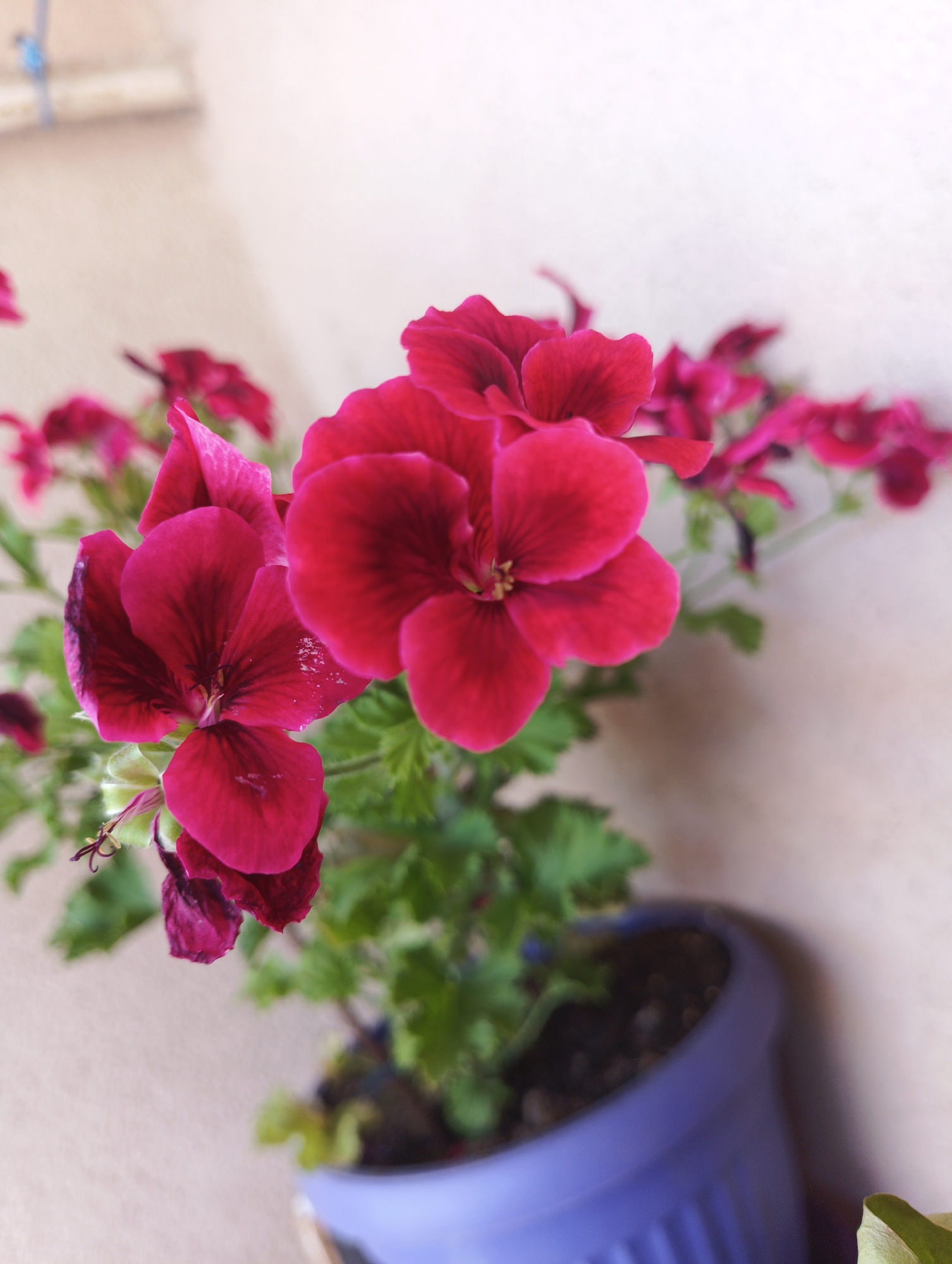 This is a close-up, vertical, outdoor shot of a cluster of vibrant, dark pink geranium flowers in full bloom. The flowers are the primary subjects, with their petals unfurling and showcasing deep red veins. The focus is on the largest, most prominent flowers in the foreground, while others recede into a soft blur in the background. They are planted in a bright purple pot, filled with dark soil. The leaves of the geranium plant are a healthy green, with their characteristic ruffled edges visible. The background consists of a muted, textured wall, possibly a building exterior, with a soft, neutral color. In the upper left corner, a blurred object, possibly a rolled-up mat or scroll secured with a blue tie, is visible. The lighting suggests it is daytime, with diffused light, implying it might be a cloudy day or the shot is taken in shade. The overall mood is one of natural beauty and tranquility. No text is visible in the image. The location context is Karnobat, Bulgaria.