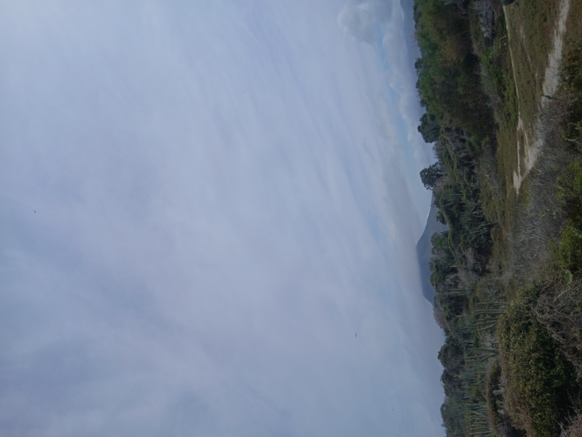 The image depicts a landscape scene in Playa Parguito, Venezuela. The sky occupies the majority of the frame, exhibiting a pale blue color with streaks of clouds. A thin line of dense green vegetation runs along the right side of the image, indicating a coastline or hillside. A sandy path or road is visible on the far right edge, bordered by the vegetation. The image is rotated, causing the horizon line to appear vertical.
