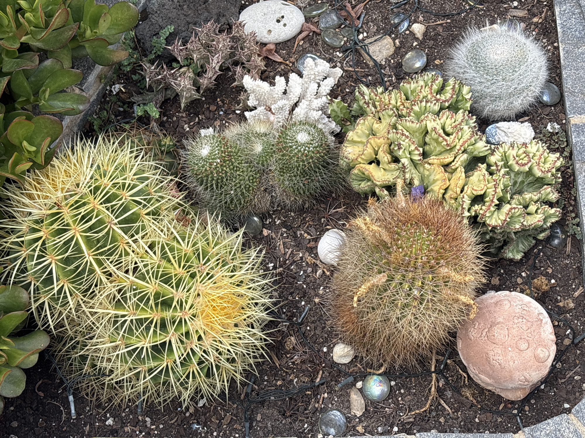 This is a close-up, overhead view of a collection of various cacti and succulent plants arranged in a garden bed. The plants are set against a dark, loamy soil with some mulch and small pebbles scattered throughout. The collection includes a large, golden barrel cactus with prominent yellow spines, a smaller cluster of green cacti with white fuzzy tufts, a reddish-brown, spiky globular cactus, and a vibrant, frilly, lime-green succulent with reddish edges. There is also a small, fluffy, white spherical cactus to the right of the frilly succulent. Decorative elements include a piece of white coral, several smooth, rounded stones of varying colors (some clear, some grey, some with holes), and a pinkish, textured, moon-shaped garden ornament. A string of small, clear fairy lights with black wiring is intertwined amongst the plants and soil. In the upper right corner, the broad, fleshy, green leaves of a jade plant are visible. The garden bed appears to be bordered by a grey stone or concrete edge. The scene suggests a deliberate arrangement of plants, possibly a succulent garden display. There are no people or animals present in the image. The location is described as being in the city of Orihuela, Spain.