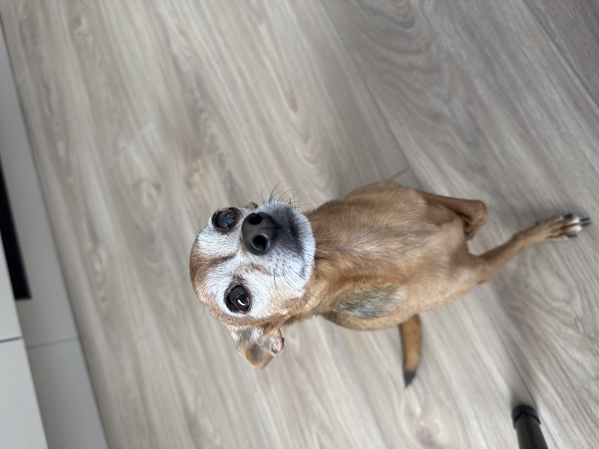 A small, tan-colored dog with white fur around its muzzle is sitting upright on its hind legs on a light wood-grain floor. The dog's front paws are held up, and it is looking directly at the camera with dark, soulful eyes. The background consists of a light-colored cabinet or countertop with a dark horizontal element, and the floor extends into the distance. There is no indication of the city of Laikovo, Russia, in the image.