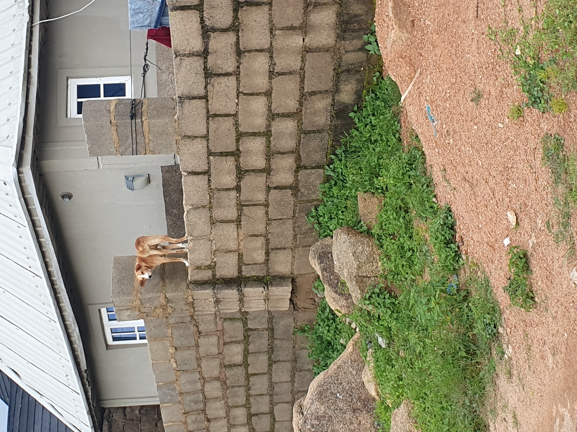 A tan and white dog stands on a brick wall in front of a light gray building. The dog is facing to the left and looking back at the camera. The building has white-trimmed windows. The brick wall is made of rectangular concrete blocks. In the foreground, there are large rocks and green vegetation. The ground is covered in reddish-brown gravel and dirt. The scene is outdoors with a cloudy sky. The image appears to be taken in Gura Top, Nigeria.