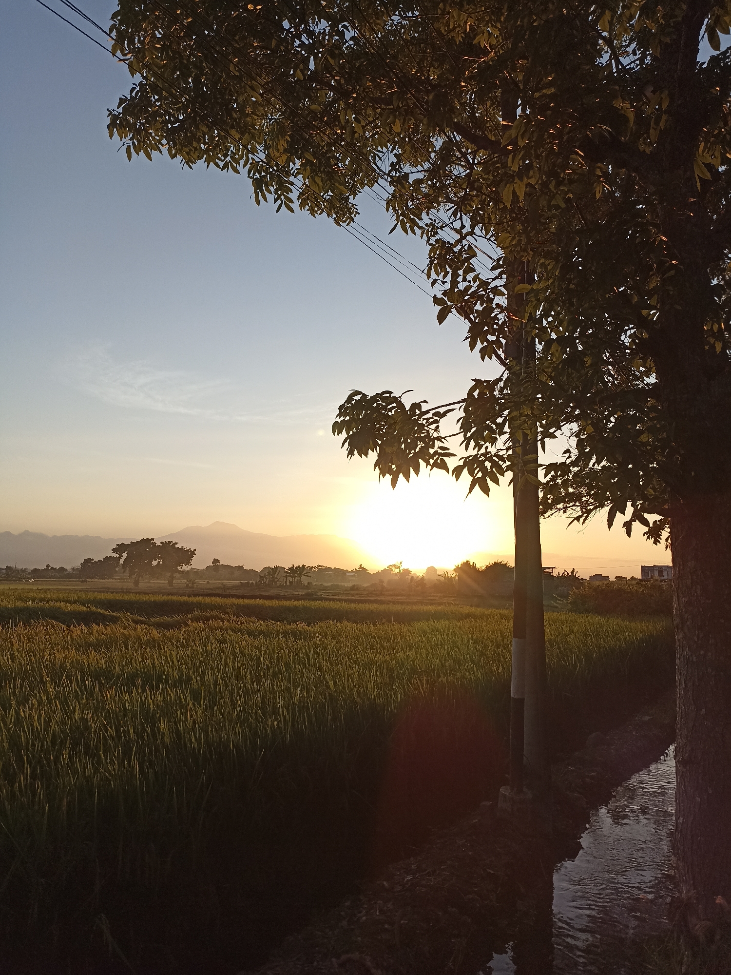 The image depicts a rural landscape at sunrise, likely in the vicinity of Lumajang, Indonesia, characterized by the golden hues of the rising sun illuminating a vast field of green crops. The foreground features a large tree on the right, its leaves catching the sunlight, and a narrow, shallow irrigation channel flowing alongside it. A simple utility pole with black and white markings stands to the left of the tree. In the mid-ground, the expansive field of crops, possibly rice paddies, stretches towards the horizon, with a few scattered trees and buildings visible. The background is dominated by a soft, hazy mountain range silhouetted against the bright, luminous sun. The sky transitions from a clear, pale blue near the top to a warm yellow and orange glow near the horizon where the sun is rising. The overall atmosphere is serene and tranquil, capturing the early morning light over a cultivated rural area. There are no people or animals visible in the frame.