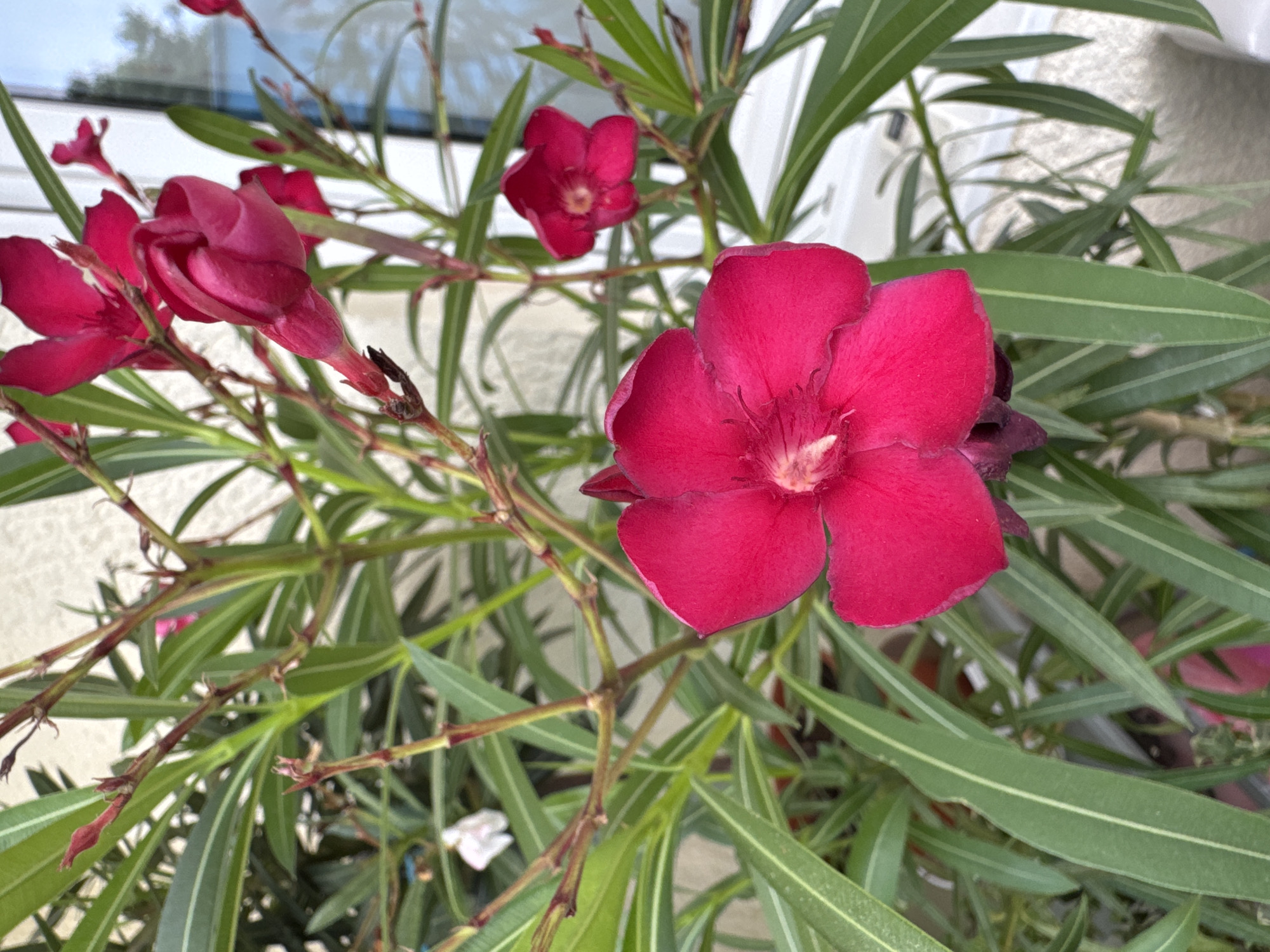 The image is a close-up, eye-level shot of a vibrant pink oleander plant with several flowers and buds. The main focus is on a large, fully bloomed flower in the foreground, its petals spread open to reveal a lighter pink center. To its right and slightly behind, a smaller, open pink flower is visible, along with a tightly closed bud. The plant has long, narrow, lance-shaped green leaves with a prominent central vein and some lighter streaks. The stems are woody and reddish-brown. In the background, a white wall and a window with reflections of trees and sky can be seen, suggesting an outdoor setting. A small white flower is visible in the upper left of the image. The scene appears to be in a domestic setting, possibly a garden or balcony. There are no people or animals visible in the image. The image does not contain enough information to determine its specific location within Bietigheim-Bissingen, Germany, other than it is an outdoor scene with plants and a building.