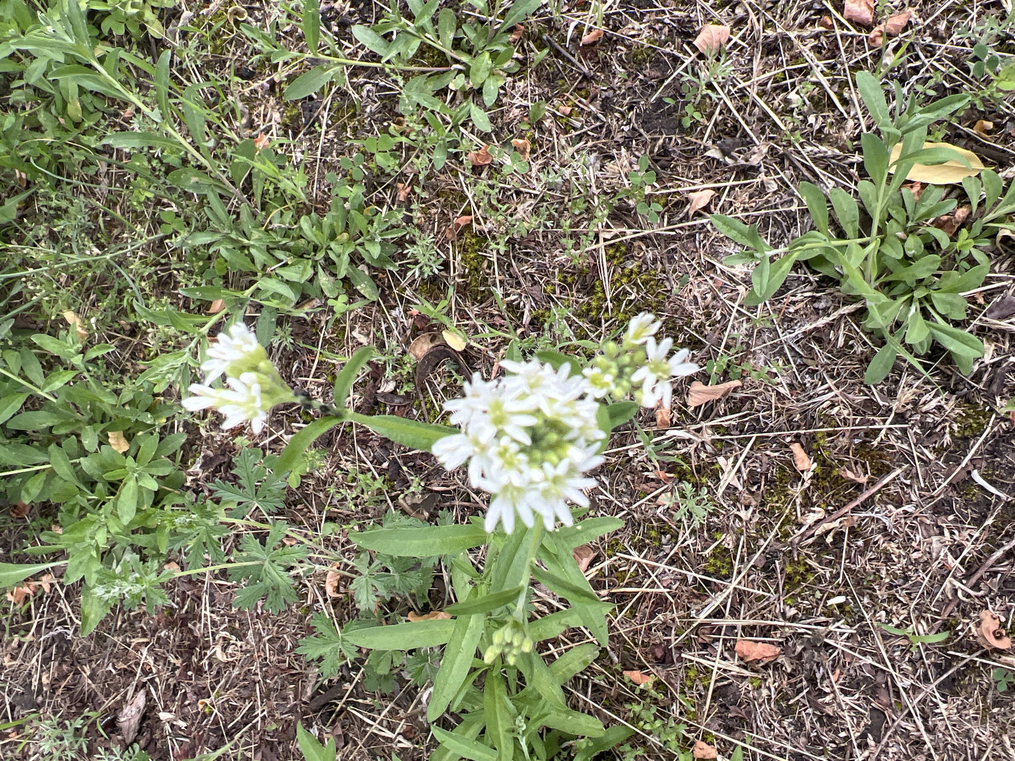 A close-up, overhead shot shows a patch of ground covered in dry grass, twigs, and a few fallen leaves. Several small green plants with long, slender leaves are growing amongst the debris. In the center of the image, a cluster of small white flowers with yellow centers blooms on a thin stem. The flowers are delicate and appear to be growing in a tight bunch. Some of the plants are in the foreground, while others recede into the background, creating a sense of depth. The overall impression is one of natural growth and a somewhat unkempt environment, suggesting a park or wild area within a city.