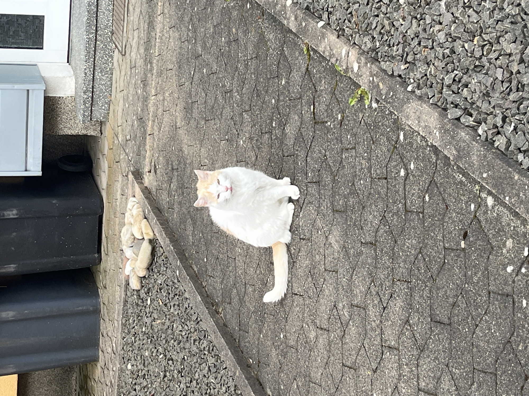 A white cat with orange markings on its head and tail is sitting on a paved surface with a diamond pattern. To the left, there are steps leading up to a building with a white mailbox. Near the steps, there are small, smooth rocks. To the right of the paved area, there is a section covered in small grey gravel. The photograph was likely taken in Saarbrücken, Germany, as specified.