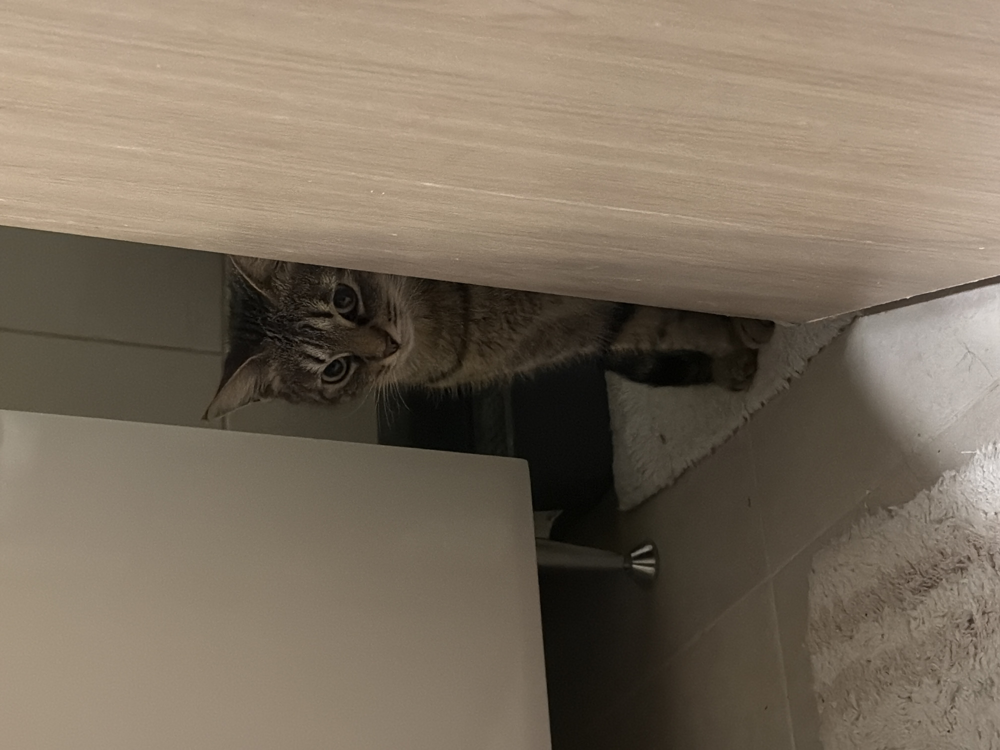 A tabby cat is peering out from under a light-colored cabinet. The cabinet is located near the floor next to a white cabinet. A white rug is located on the floor. The location is an interior space, likely a home. There is no definitive information to confirm the city of Belgrade, Serbia.