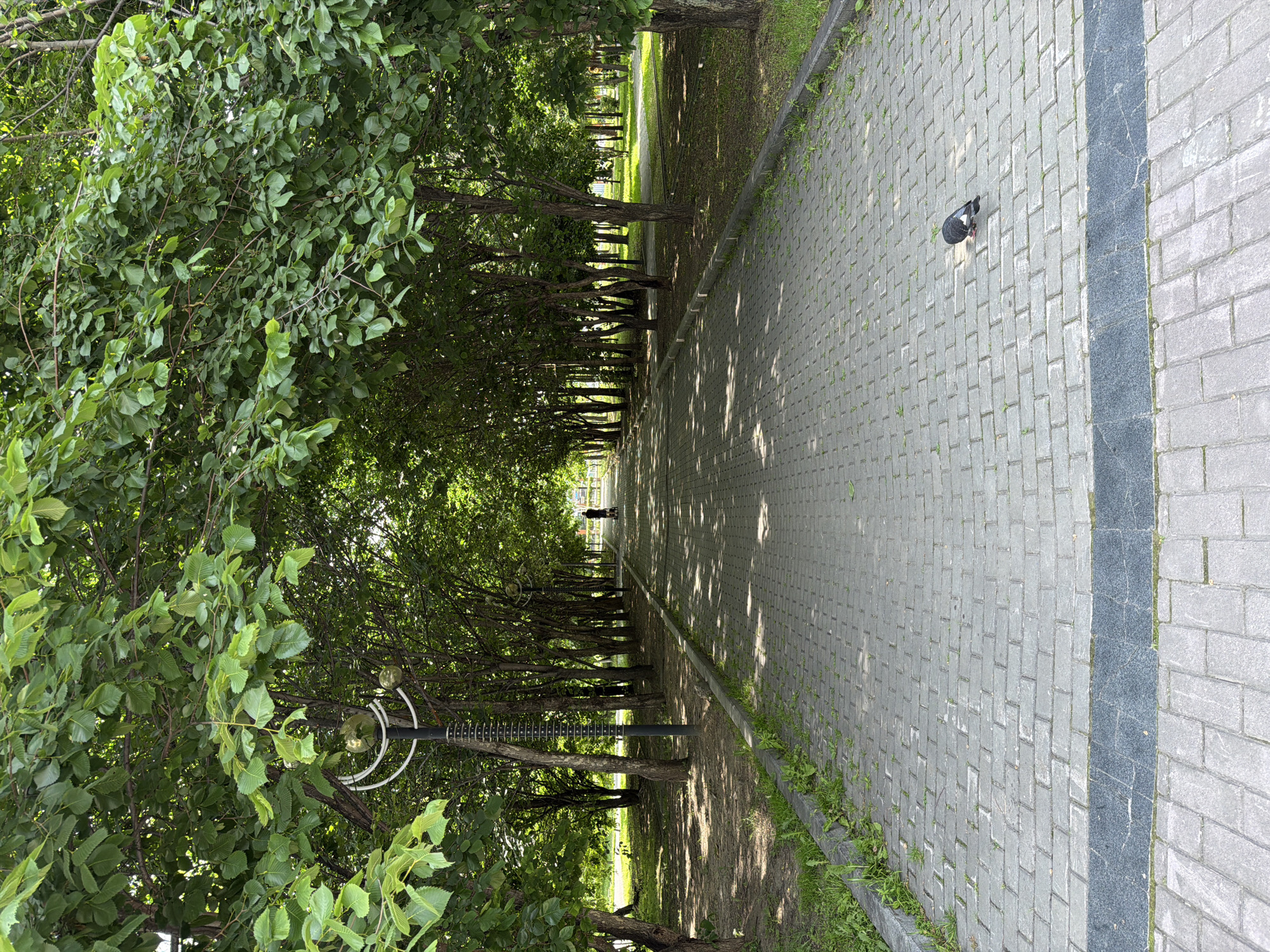The image depicts a pedestrian pathway in a park or green space, likely within the city of Khabarovsk, Russia. The pathway is constructed of grey interlocking pavers and is lined on both sides by mature trees with lush green foliage, creating a shaded canopy over the path. In the distance, a lone figure is walking away from the camera, silhouetted against the dappled sunlight. A pigeon is visible on the pathway in the foreground, pecking at something on the ground. Streetlights with decorative elements are positioned along the pathway. The environment appears to be well-maintained, with grass and some weeds growing along the edges of the path. The overall impression is one of a tranquil, verdant urban oasis.