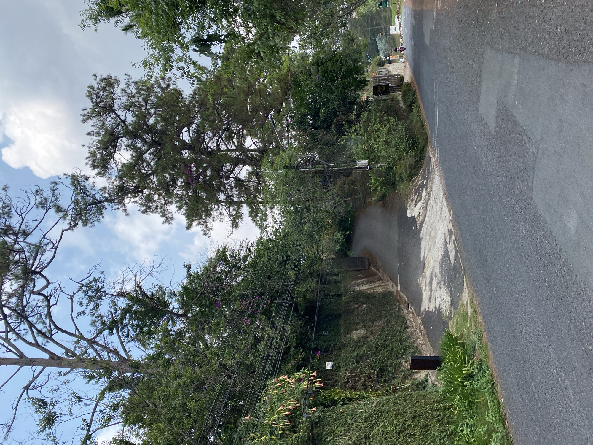 The image shows a road scene with lush greenery in Da Lat, Vietnam. A paved road curves along the right side of the frame. Dense foliage, including trees and shrubs, lines the left side of the road. Power lines are visible among the trees. In the distance, figures and signage are visible. The sky is partially covered with clouds.