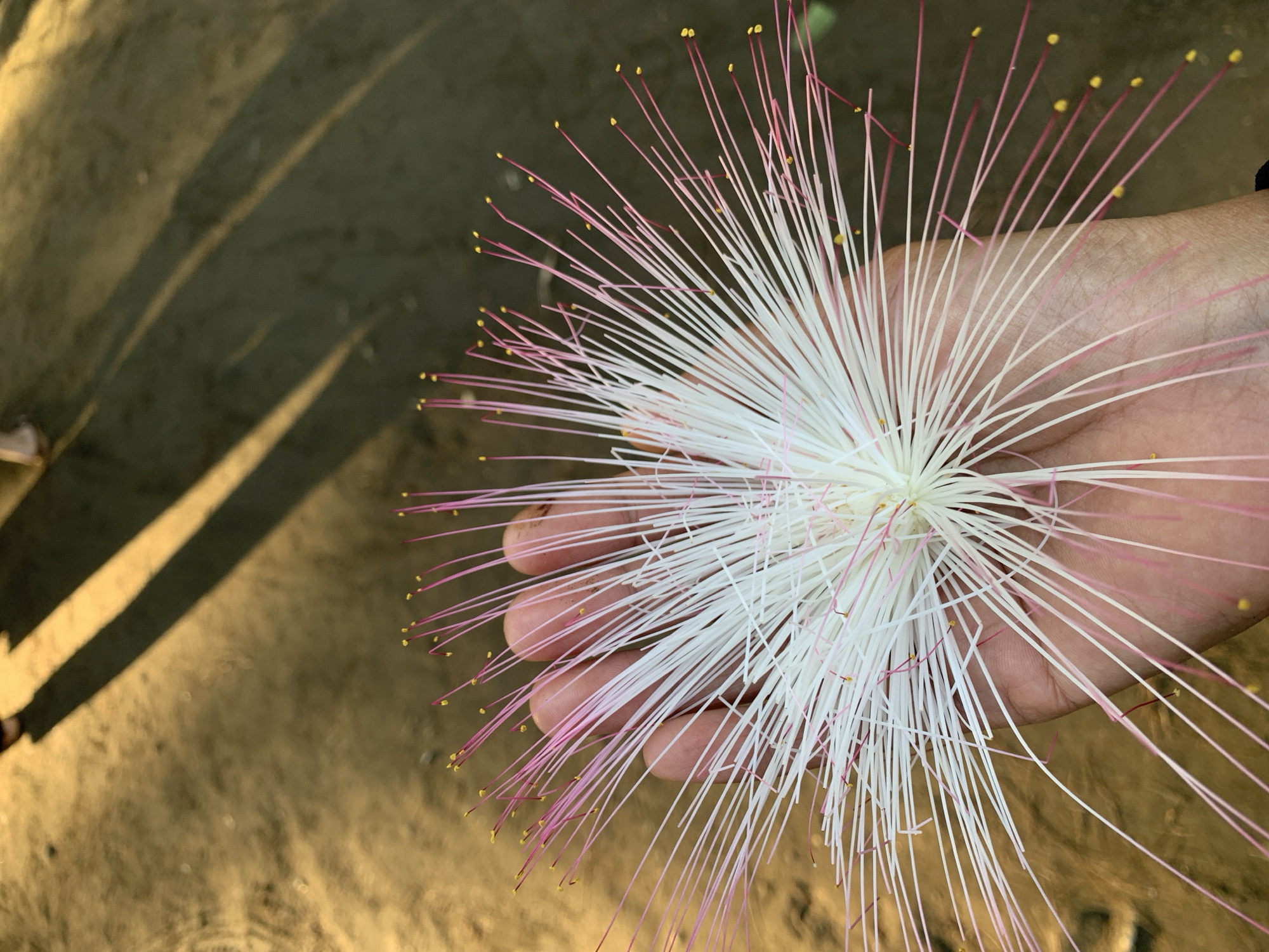 A human hand, appearing to be a right hand, is positioned in the center of the frame, holding a large, radially symmetrical flower. The flower consists of a dense, pompom-like cluster of numerous long, slender stamens radiating outwards. The stamens are predominantly white at their base, transitioning to a distinct pinkish-red towards their distal ends. Each stamen terminates in a small, spherical yellow anther. The hand supports the flower from underneath, with the tips of the fingers (index, middle, ring, and pinky) visible beneath the white stamens.
The background is out of focus, depicting an outdoor ground surface under direct sunlight. The ground on the left side of the frame is a yellowish-brown hue, indicative of dry earth or sand. The ground on the right side is darker, appearing greenish-brown, possibly due to a different surface material, dampness, or shadow. Long, distinct shadows of human figures are cast diagonally across the upper portion of the ground from the upper-right to the lower-left, suggesting a low sun angle. Partial views of two human feet or shoes are discernible at the very top edge of the frame, contributing to these shadows. The scene is located in Sidayu, Indonesia.