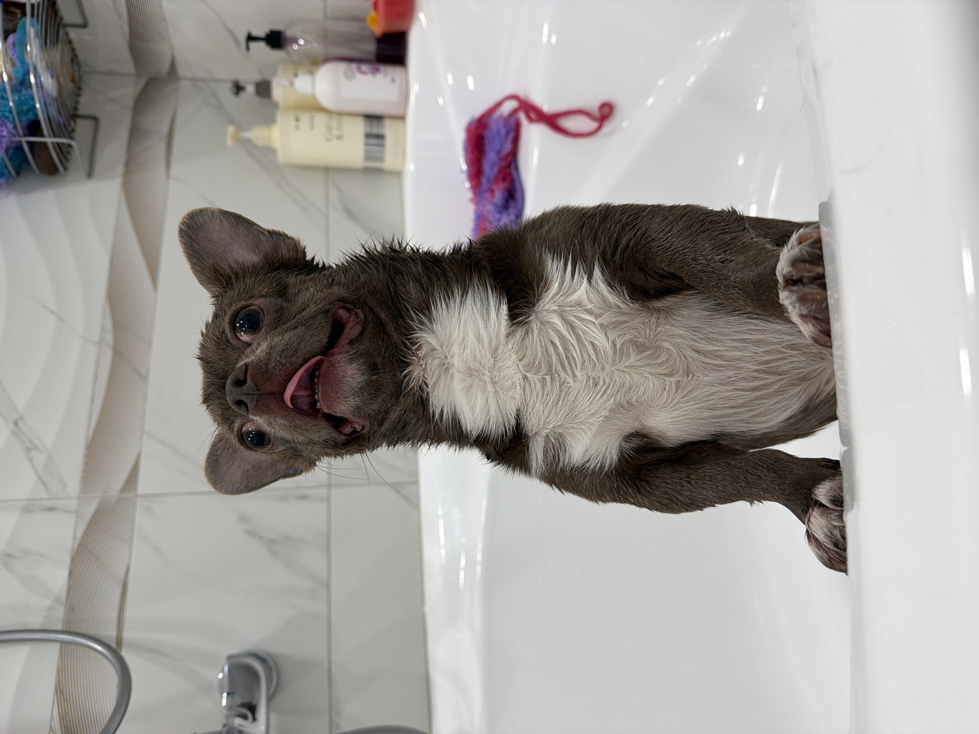 A small, wet dog, possibly a Chihuahua or similar breed, is captured mid-bath in a white bathtub or large sink, looking directly at the viewer. Its fur, a mix of dark brown/gray on the back and fluffy white on the chest, is visibly soaked. The dog has a wide, happy, almost comical expression, with its tongue hanging slightly out and its eyes bright.
The setting is a bathroom, featuring white marble-patterned wall tiles and a vertical beige striped accent tile on the left. Behind the tub, several bottles, likely toiletries such as shampoo and conditioner, are arranged on a shelf or ledge. A colorful red and purple bath scrubby is draped over the tub's edge. A metal wire caddy and a faucet with a drain are partially visible in the lower left corner. The scene depicts a dog being bathed, exuding a playful and cheerful atmosphere. The location context is Votkinsk, Russia. Text is visible on the bottles, but it is illegible.