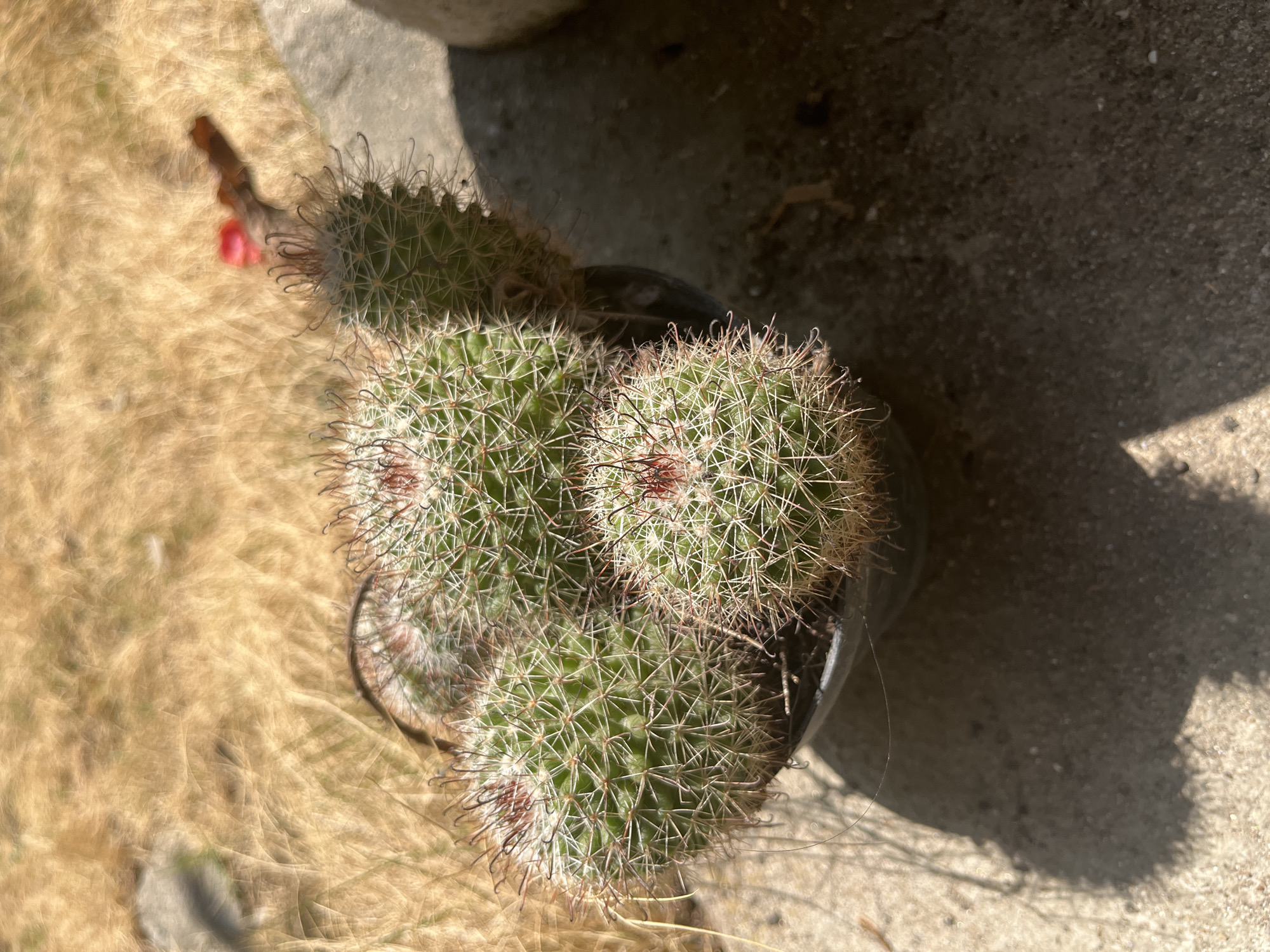 In Bumi Mulyo, Indonesia, a cluster of small, green cacti are planted in a black pot. The cacti have numerous sharp spines and some red tips on their upper surfaces. The pot sits on a textured concrete surface, casting a distinct shadow to the left. In the background, dry, golden grass is visible, with a blurry red object and a twig protruding from it. The scene is illuminated by bright sunlight, creating strong contrasts and highlights on the cacti and the concrete.