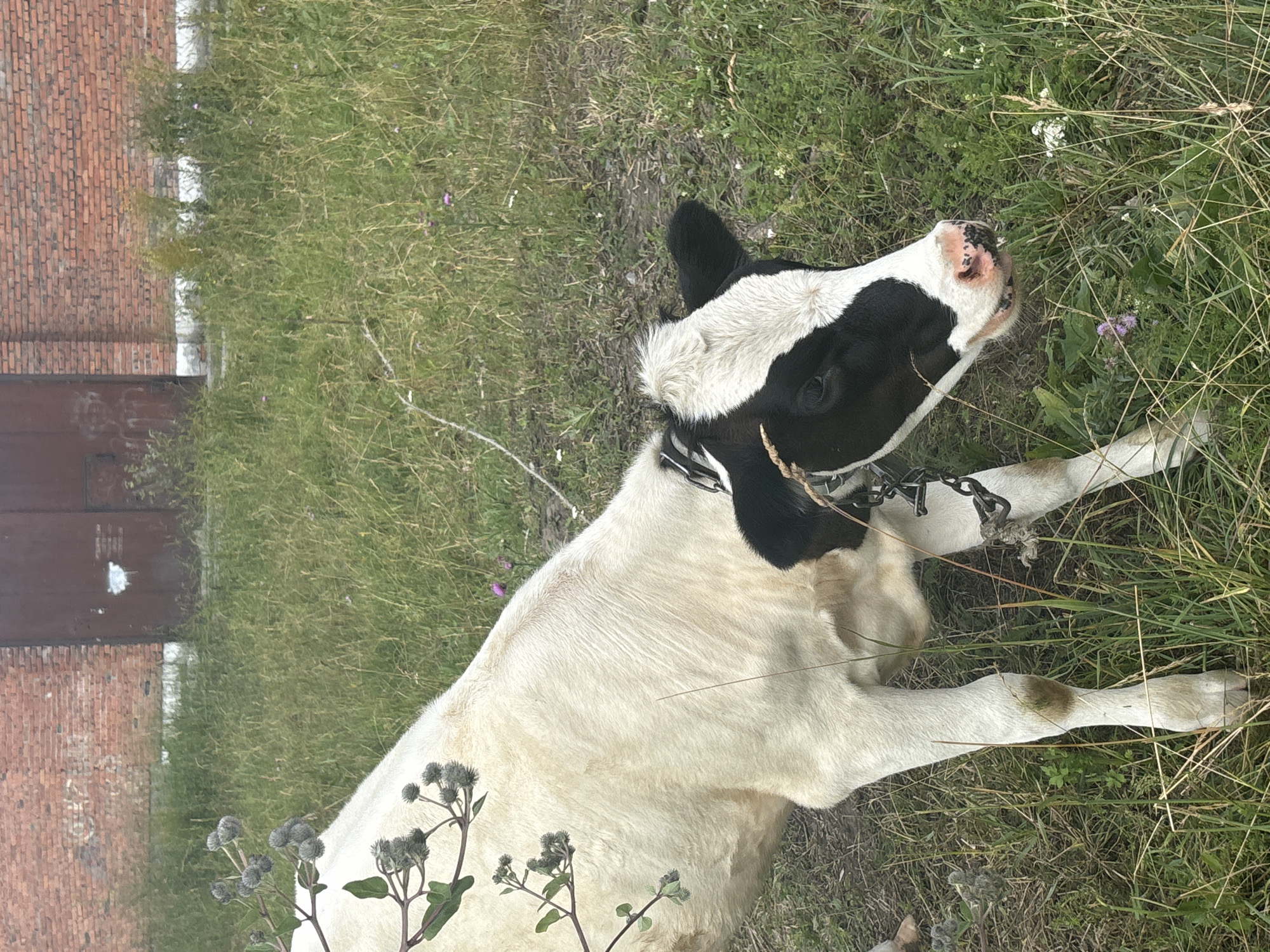 A black and white calf stands in a grassy field in front of a brick building with a large, dark brown door. The calf has a chain around its neck. The grass is tall and green, with some small purple flowers visible. In the foreground, a branch with grey seed pods hangs into the frame from the left. The building appears to be industrial or agricultural in nature, possibly a barn or warehouse. The sky is not visible.