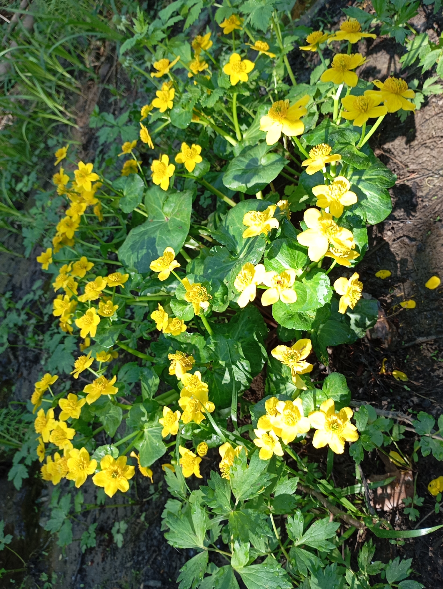 The image shows a dense patch of yellow flowers with glossy, heart-shaped leaves. The flowers appear to be marsh marigolds (Caltha palustris), commonly found in wet habitats. The plants are growing in a soil environment that appears moist, with hints of leaf litter and other greenery mixed in. The sunlight illuminates the scene, casting shadows on some parts of the plants and the surrounding ground. The location is a garden area in a city (Unknown, Unknown).