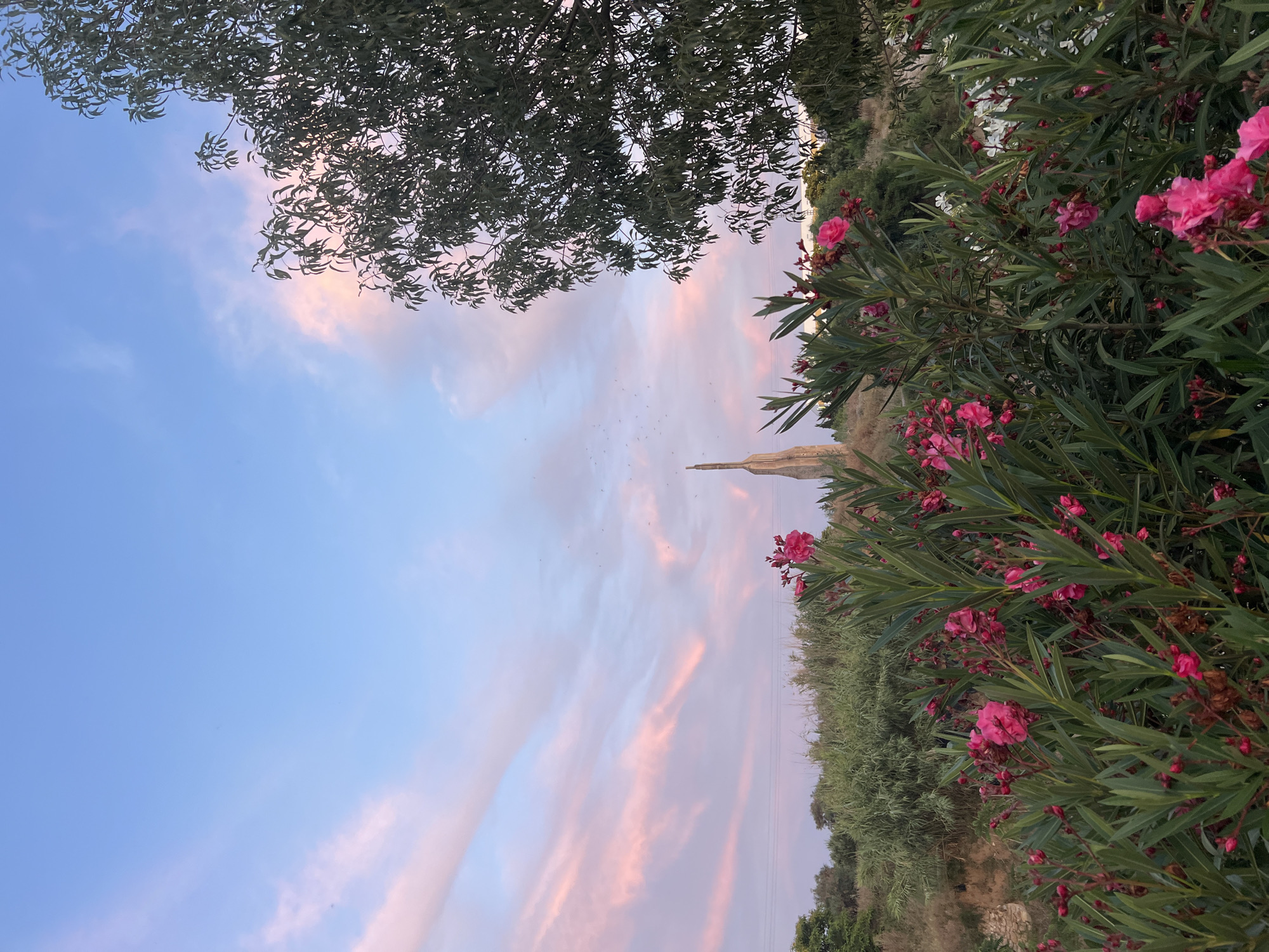 The image depicts an outdoor landscape at dusk or sunset in Picassent, Spain. The upper portion features a clear, light blue sky transitioning to a vibrant display of streaky, elongated pink and purple clouds across the mid-sky. Numerous small dark specks, likely birds or insects, are visible against the colorful clouds. In the foreground, dense bushes of flowering plants, primarily bright pink and magenta Oleander with dark green, narrow leaves, dominate the lower half of the frame. Some white flowers are interspersed on the right side. Behind the flowering plants, a layer of wild green and dry shrubbery extends across the midground. On the far right, a large tree with dark green foliage partially frames the scene. Prominently centered in the background, rising above the vegetation, is the "Monument to the Victims of Terrorism," a tall, slender, light-colored concrete structure with an abstract, upward-tapering design. Horizontal power lines are visible in the mid-left background. No human figures are present.