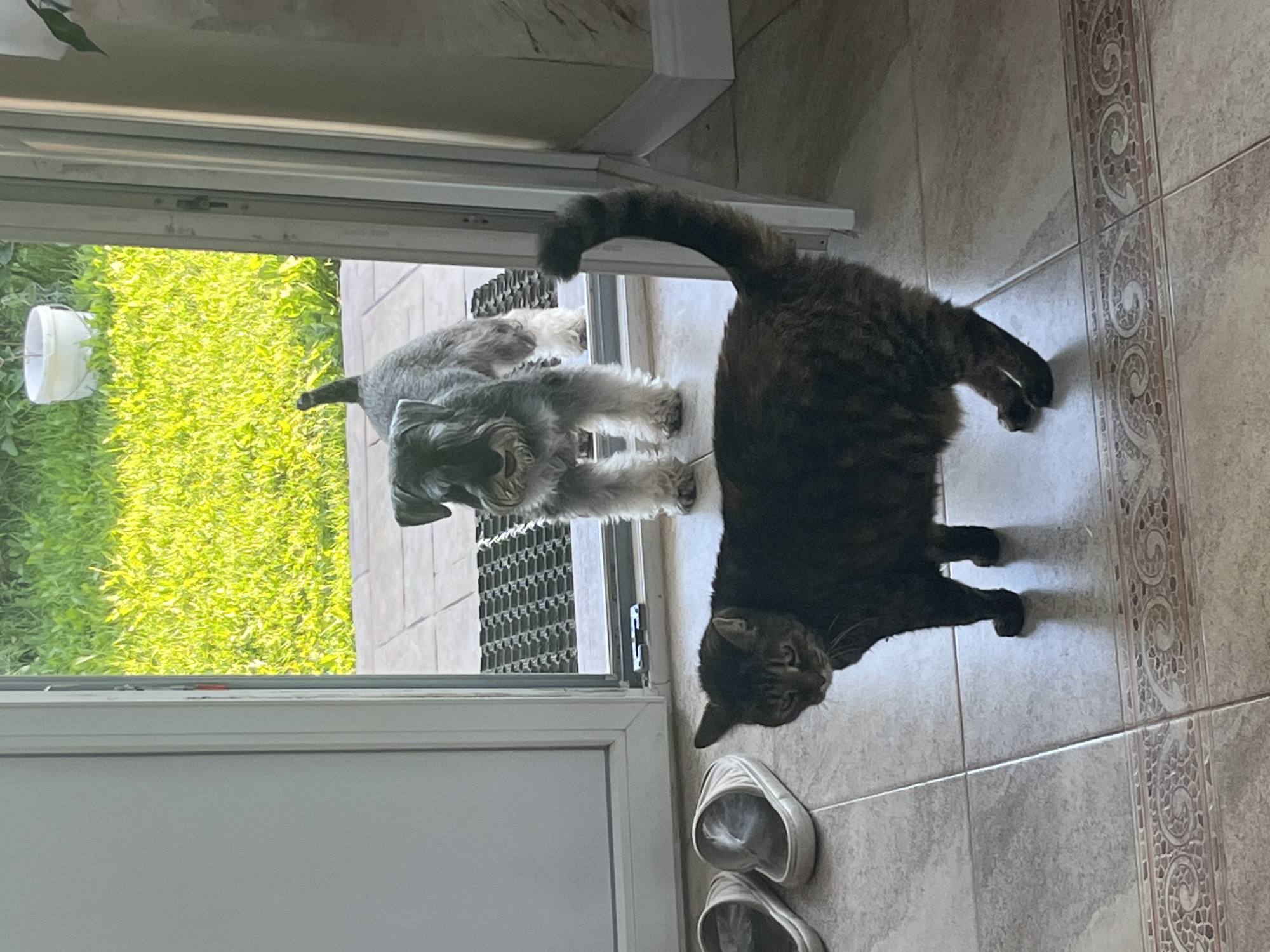An adult tabby cat stands on a tiled floor in the foreground, facing left. Behind it, in the middle ground, a schnauzer-type dog stands at the entrance to a doorway, looking forward. Through the doorway, a sunlit grassy area is visible, with a white bucket in the background. A pair of white flip-flops are on the floor to the left of the cat. The scene appears to be indoors, near an exterior door. The exact location in the city of Vladimirovka, Russia is not determinable from the image.
